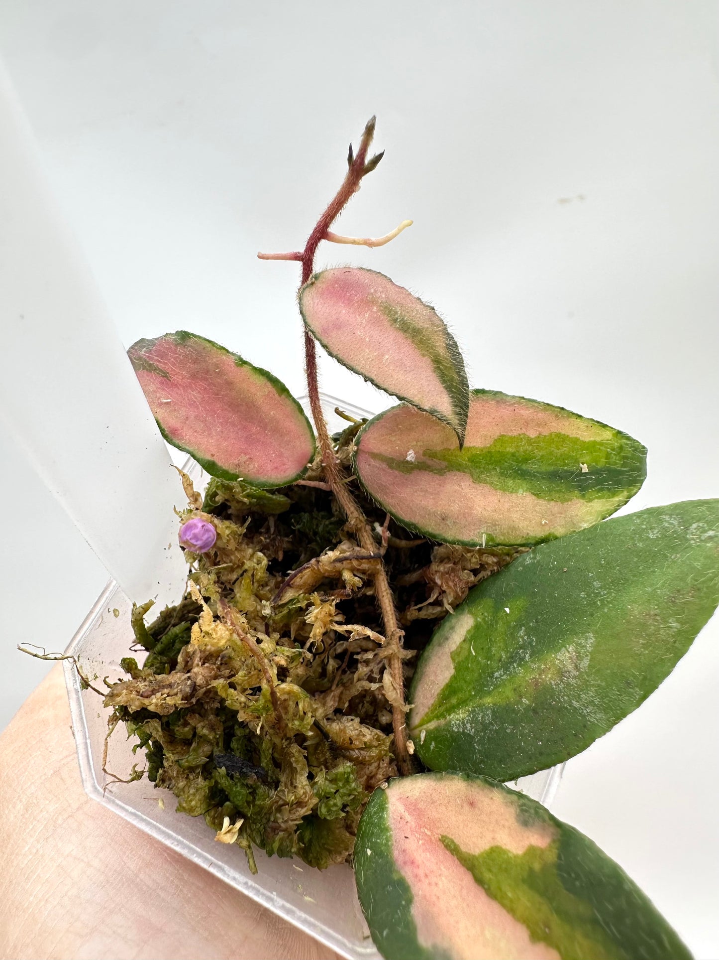 Hoya Caudata Variegated