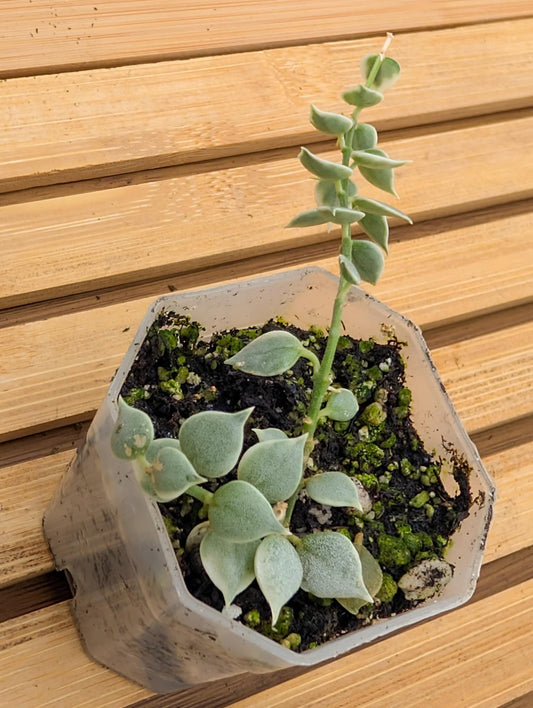 Dischidia ‘Million Hearts’ Variegated