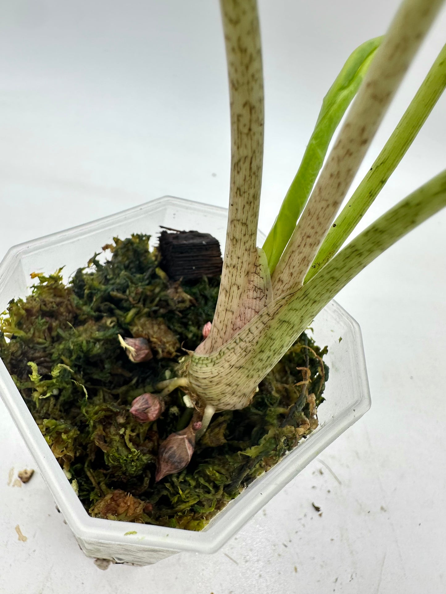 Alocasia Longiloba ‘Lava’ CORM - Rare