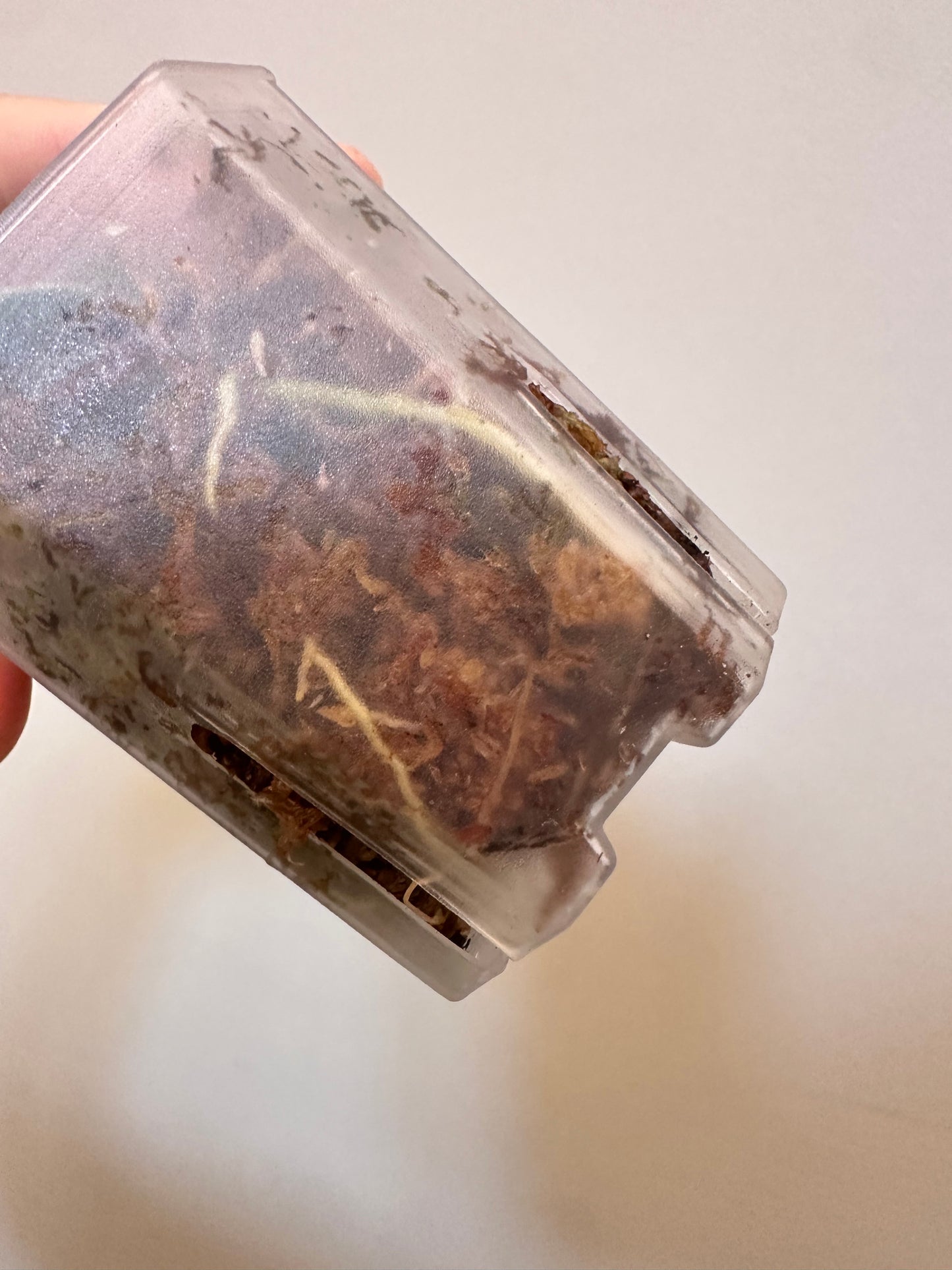 Hoya Mint Coin