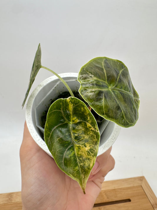 Alocasia Azlanii Aurea Variegated
