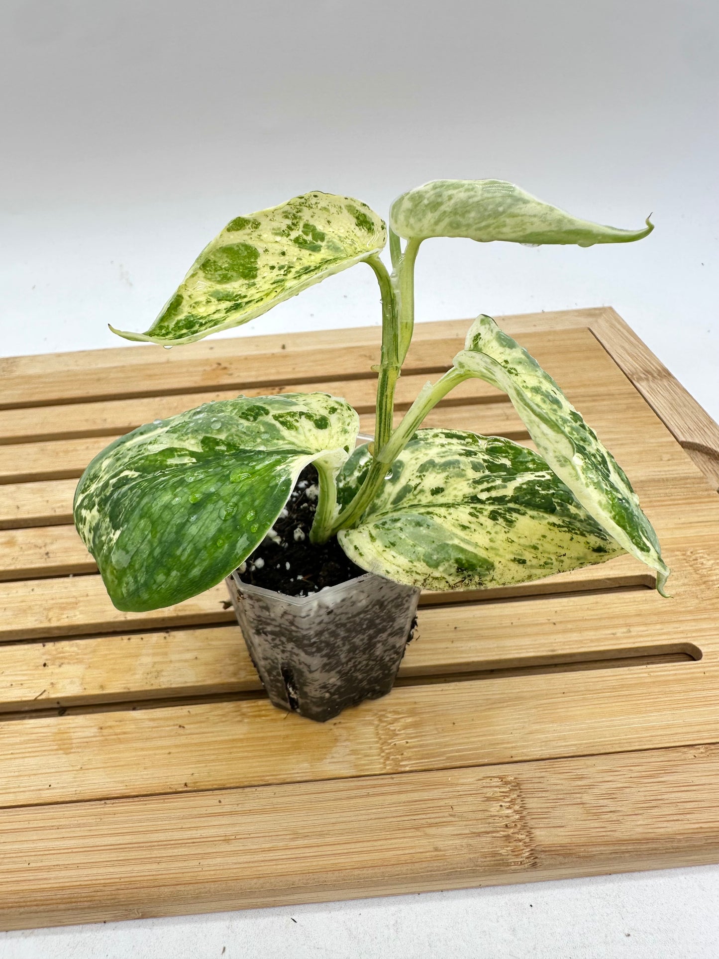 Scindapsus Guelis
