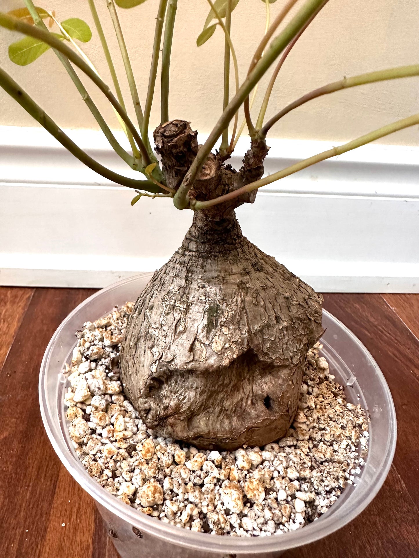 Phyllanthud Mirabillis Size Large - August Sale