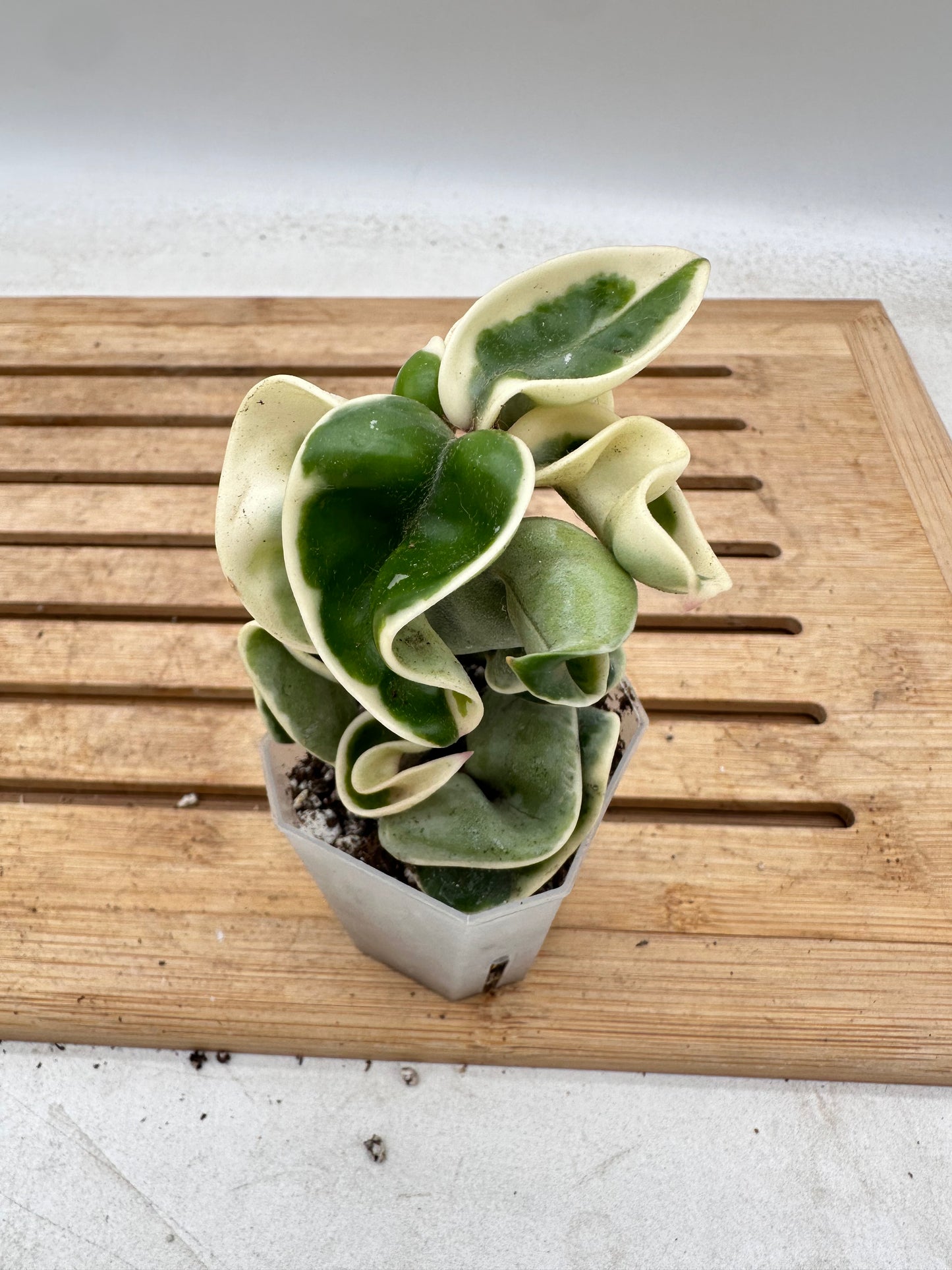 Hoya Compacta Albomarginata - August Sale
