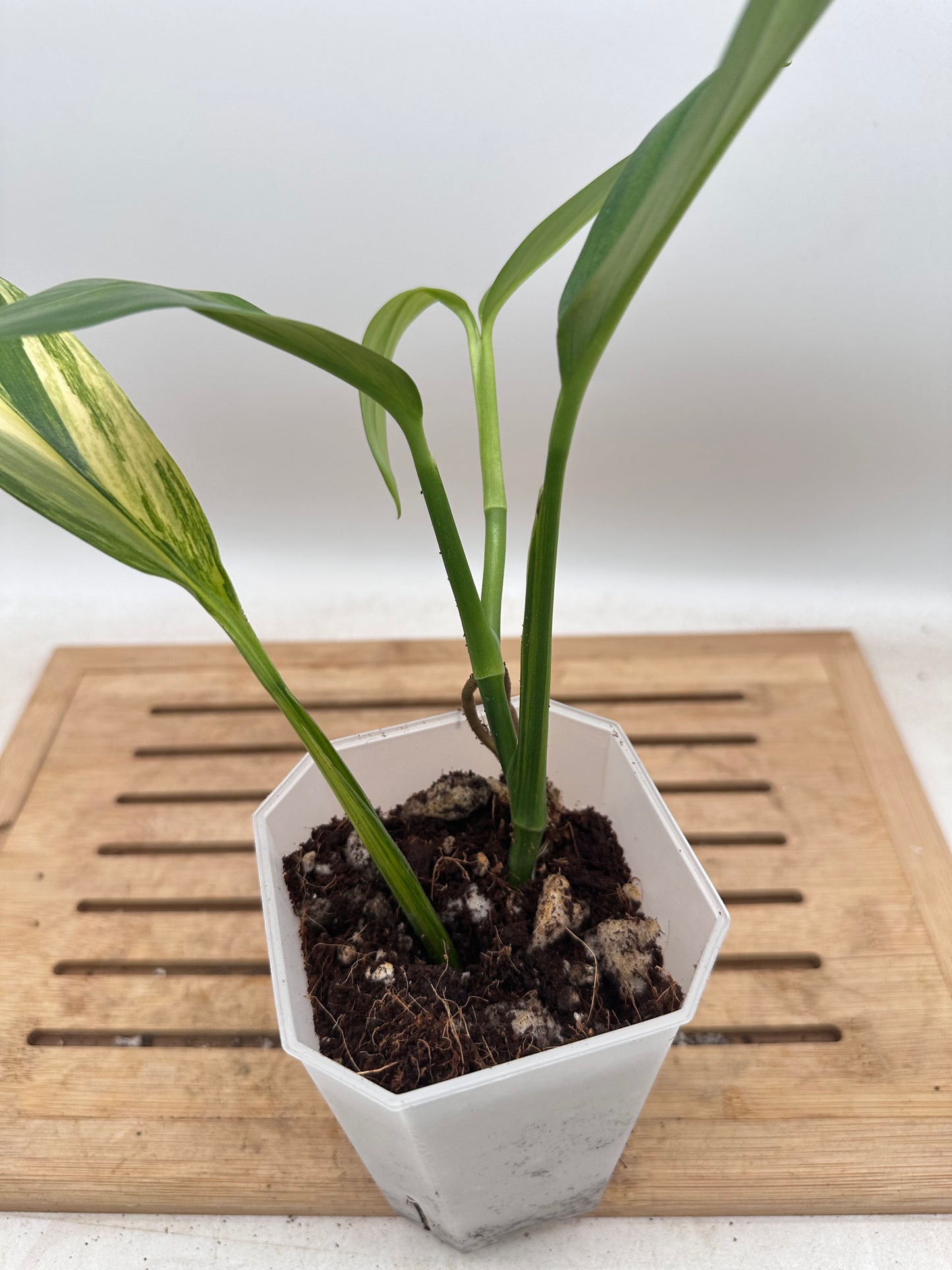 Epipremnum Amplissimum Variegated