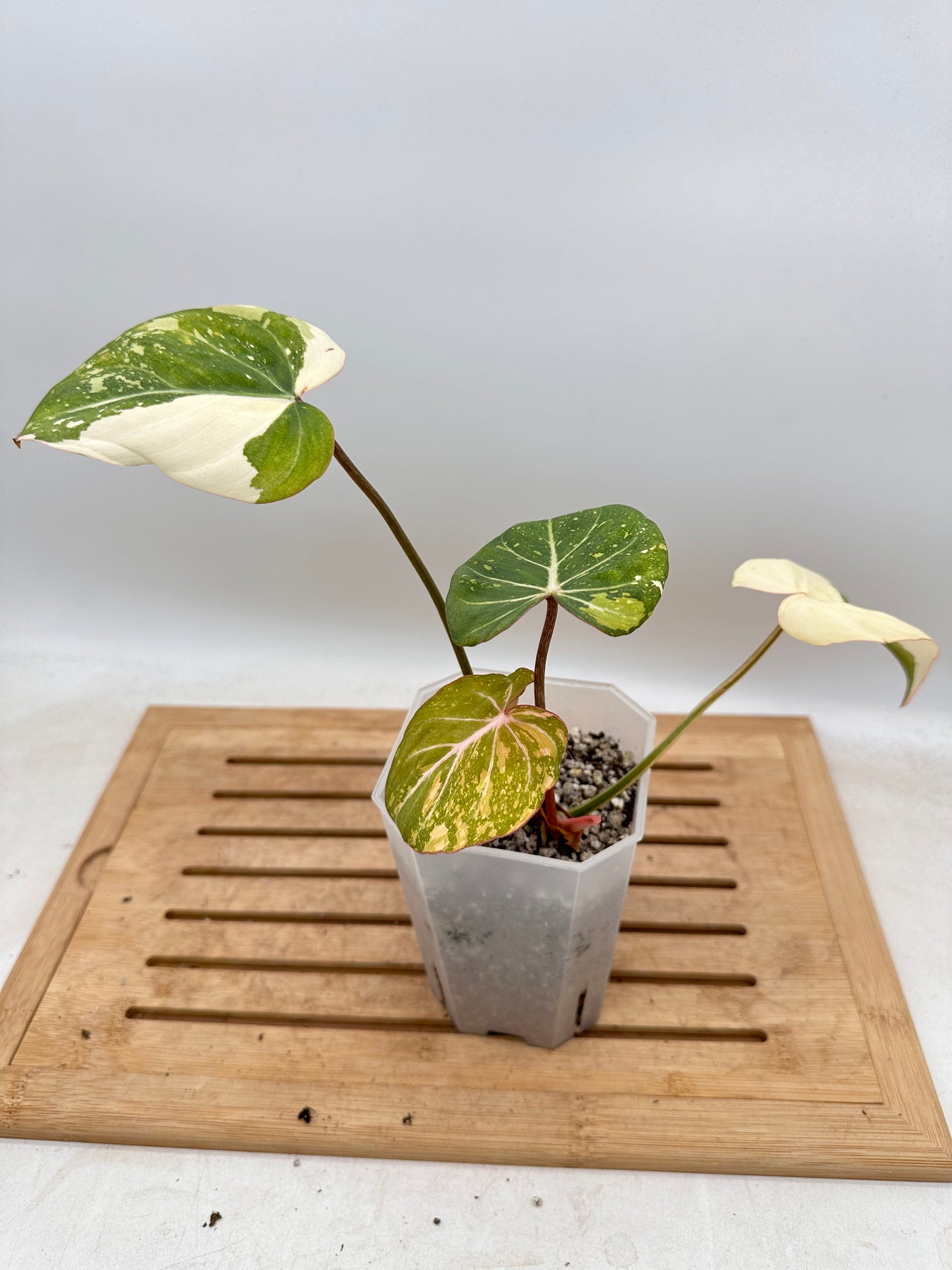 Philodendron Gloriosum Galaxy Variegated - August Sale