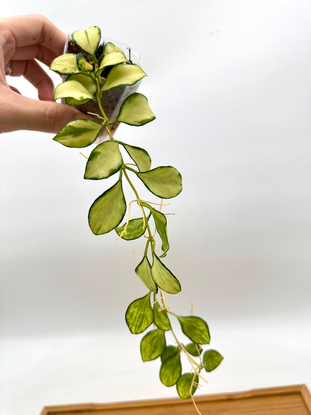 Hoya Heuskeliana Inner Variegated
