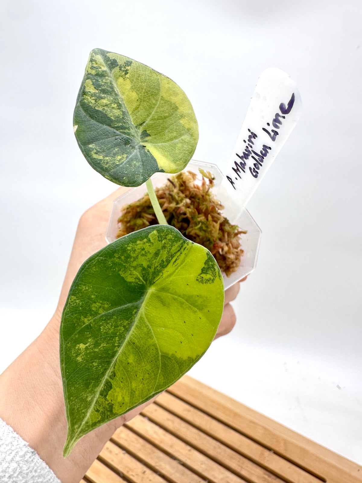 Alocasia Maharini ‘Lemon Lime’ Variegated