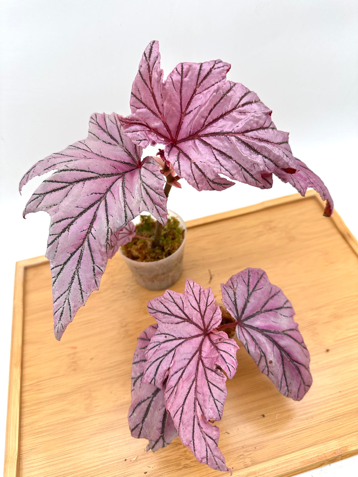 Begonia Lamoon
