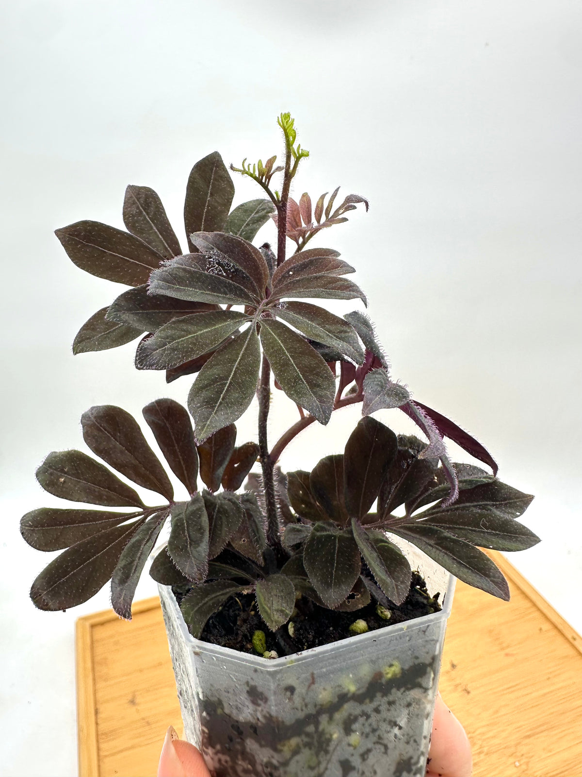 Solanum Uleanum