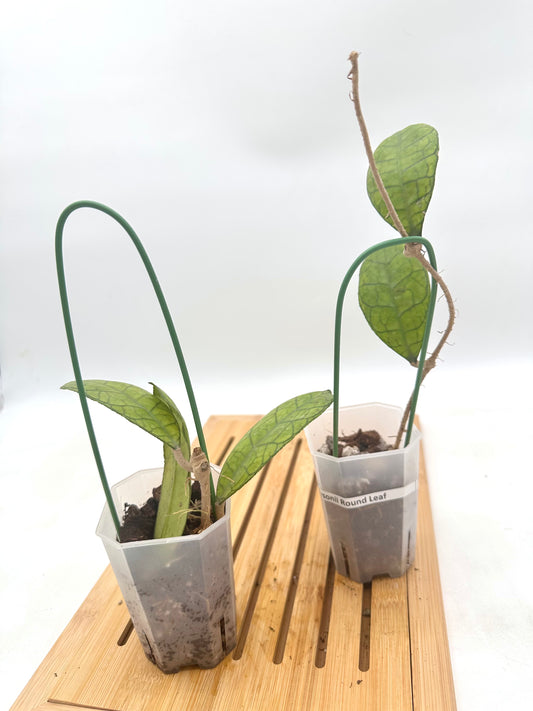 Hoya Finlaysonii Round Leaf