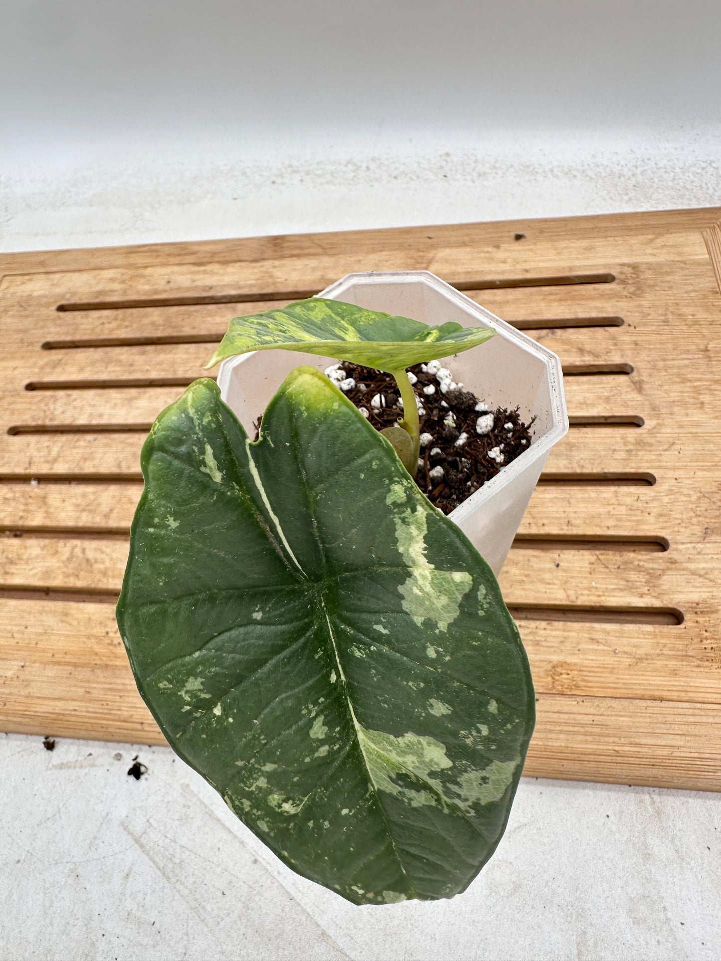 Alocasia Platinum Albo Variegated - August Sale