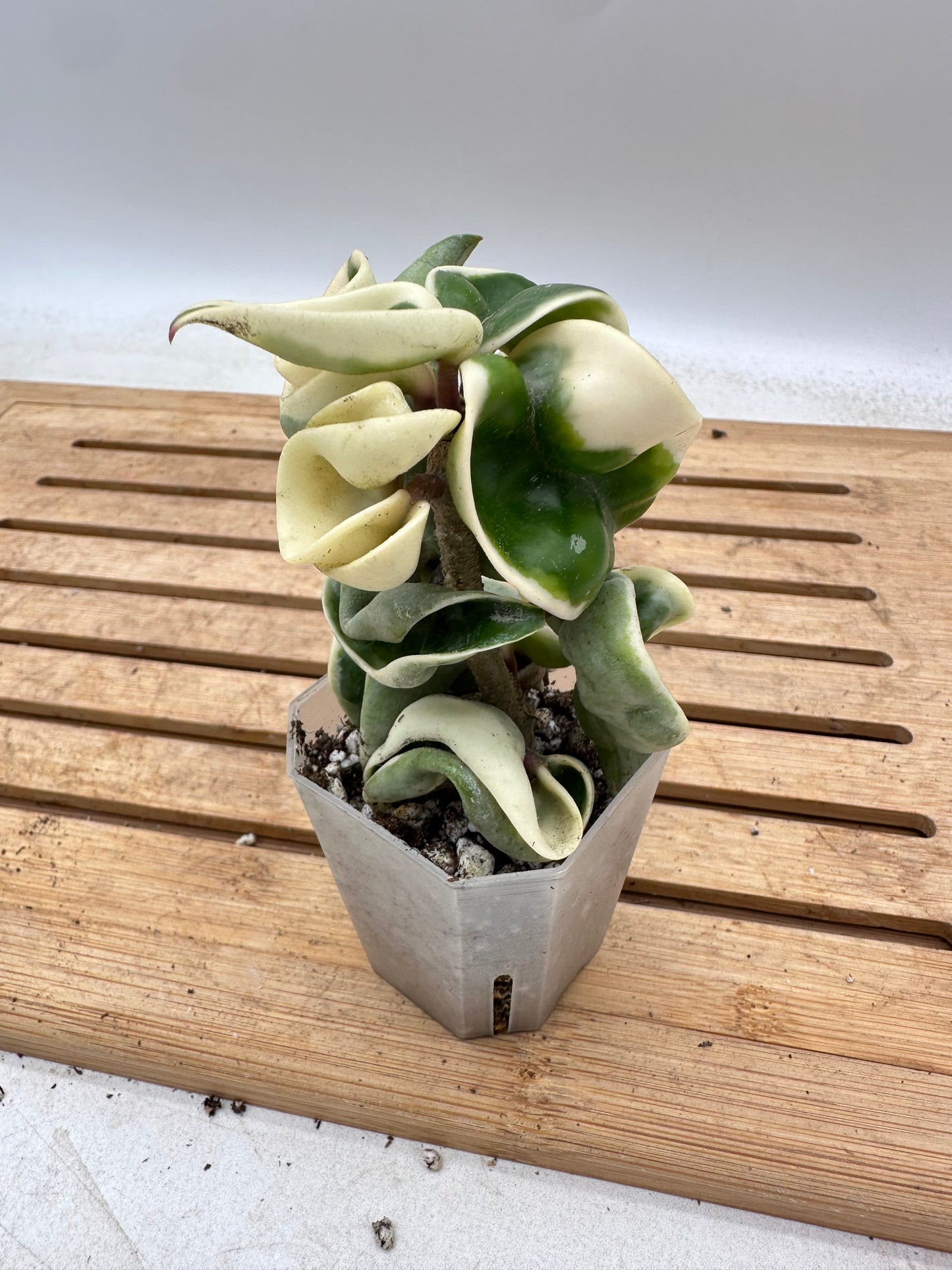 Hoya Compacta Albomarginata - August Sale