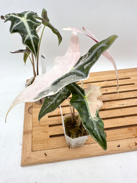 Alocasia Nobilis Pink Variegated 074 075