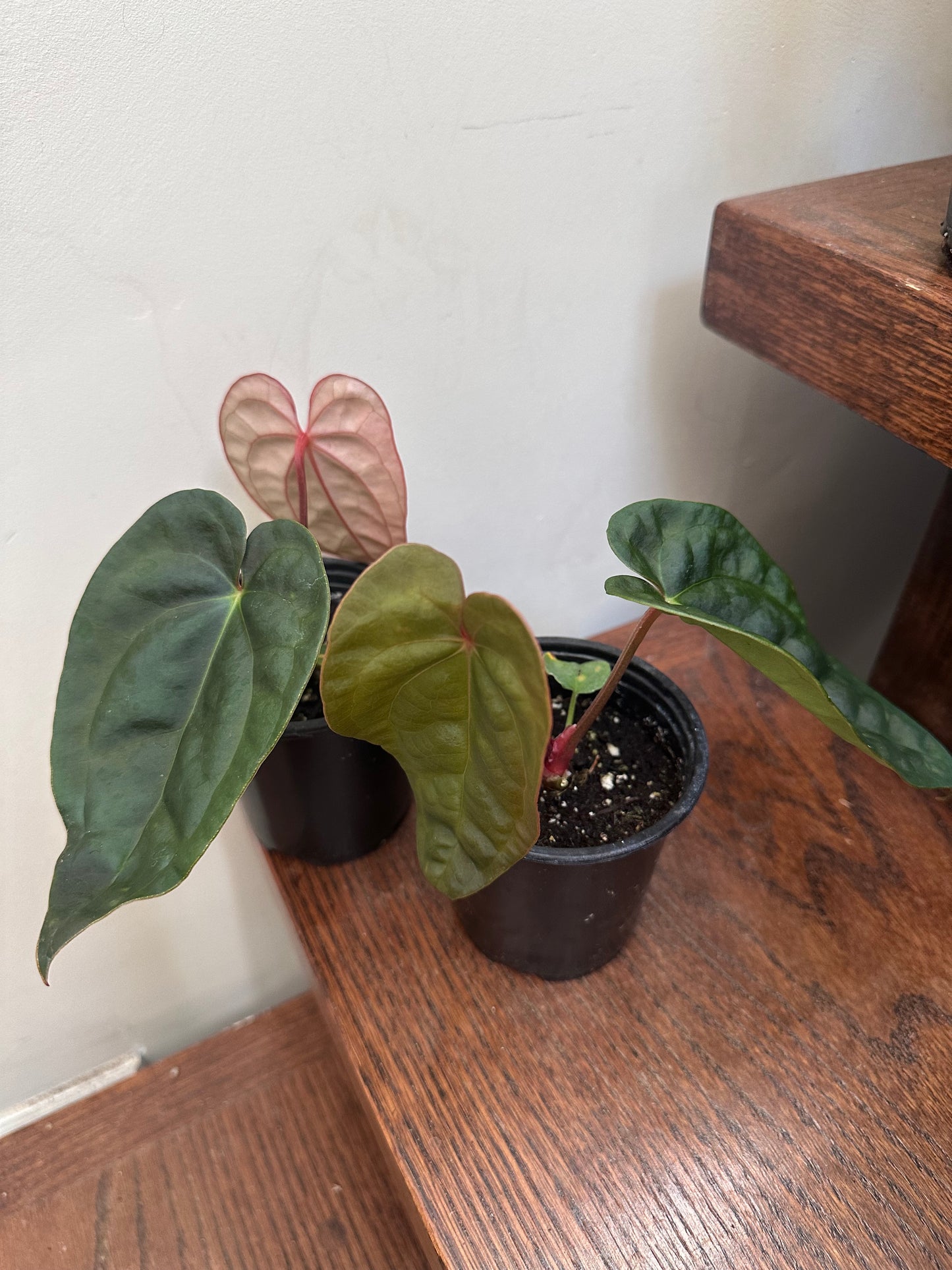 Anthurium Luxurians Dark Form
