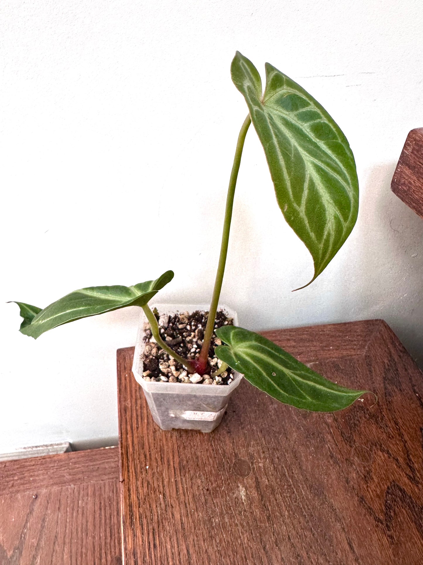 Anthurium Noid - Thanksgiving Sale 💚