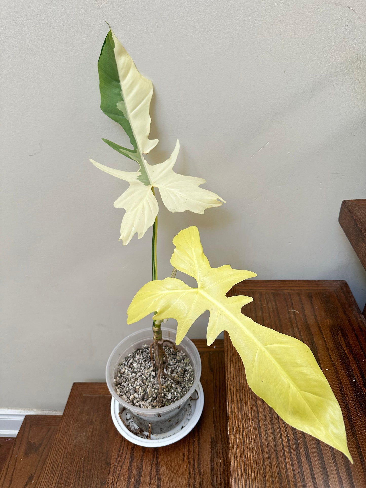 Philodendron Golden Dragon Albo Variegated