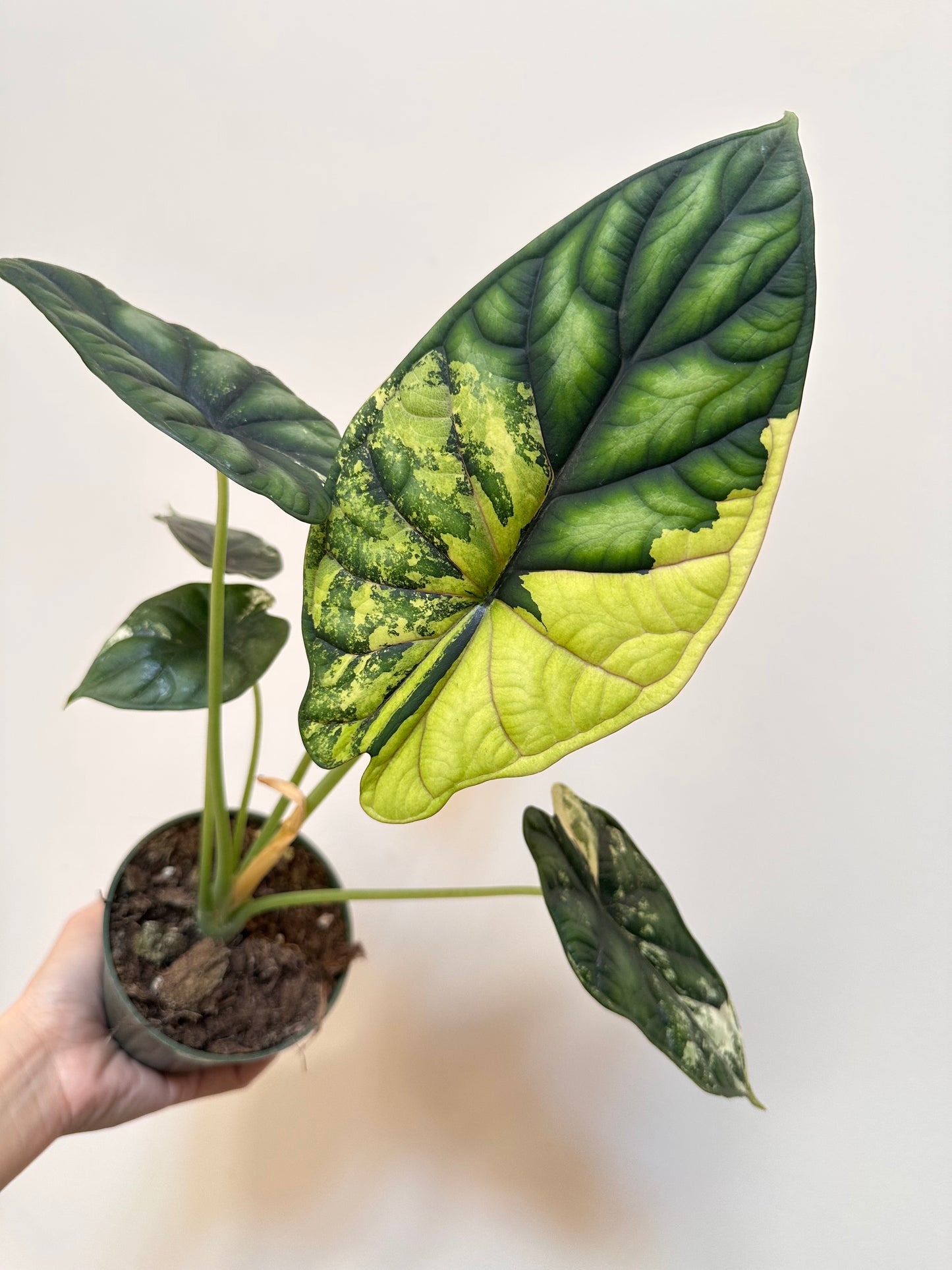 Alocasia Dragon Scale Variegated - Labour Day Sale ❤️🔥