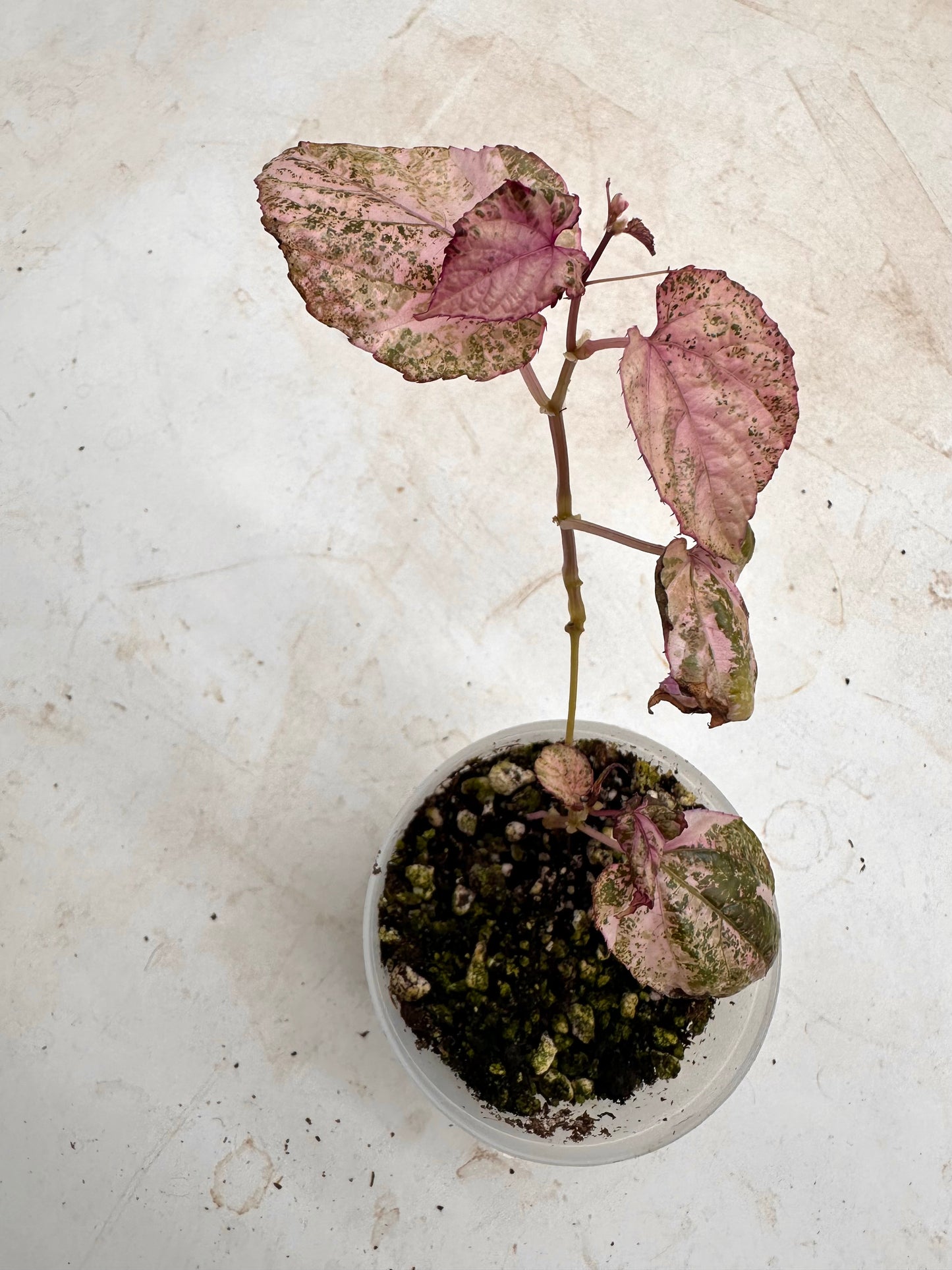 Scissus Discolor Pink Variegated 💖 - August Sale