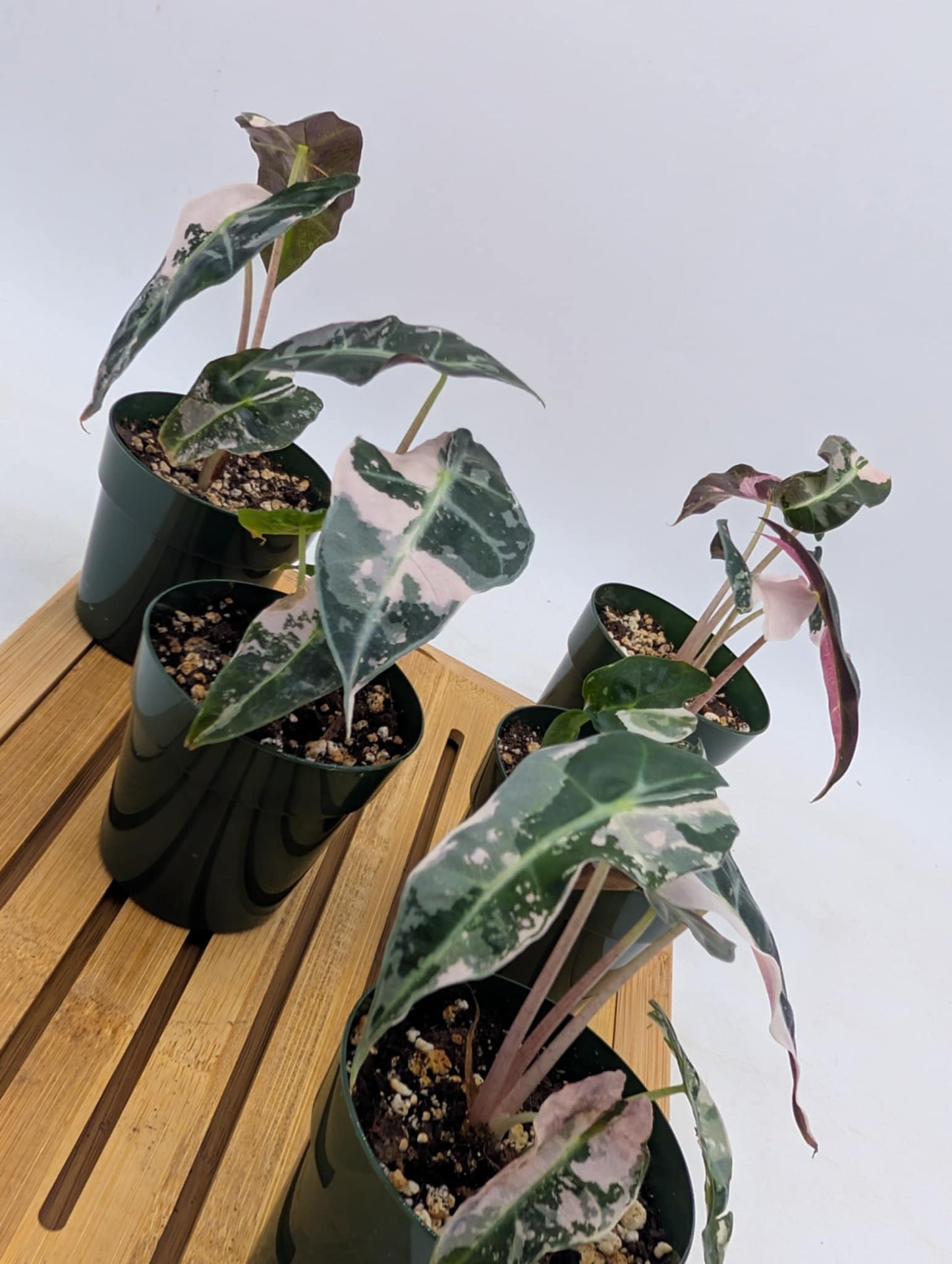 Alocasia Polly Snowflake - Batch #2
