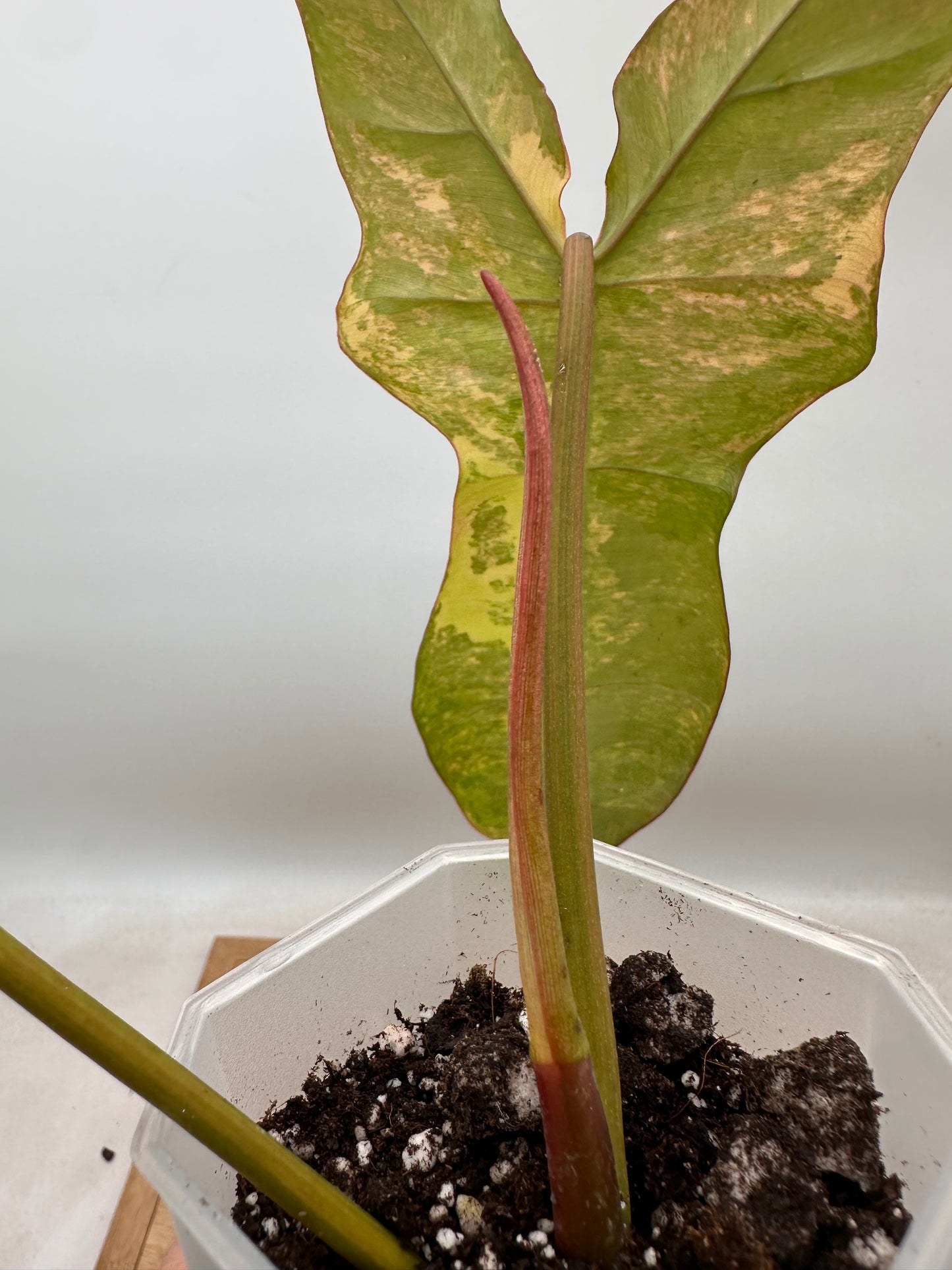 Philodendron Billietiae x FB Variegated - Labour Day Sale ❤️🔥