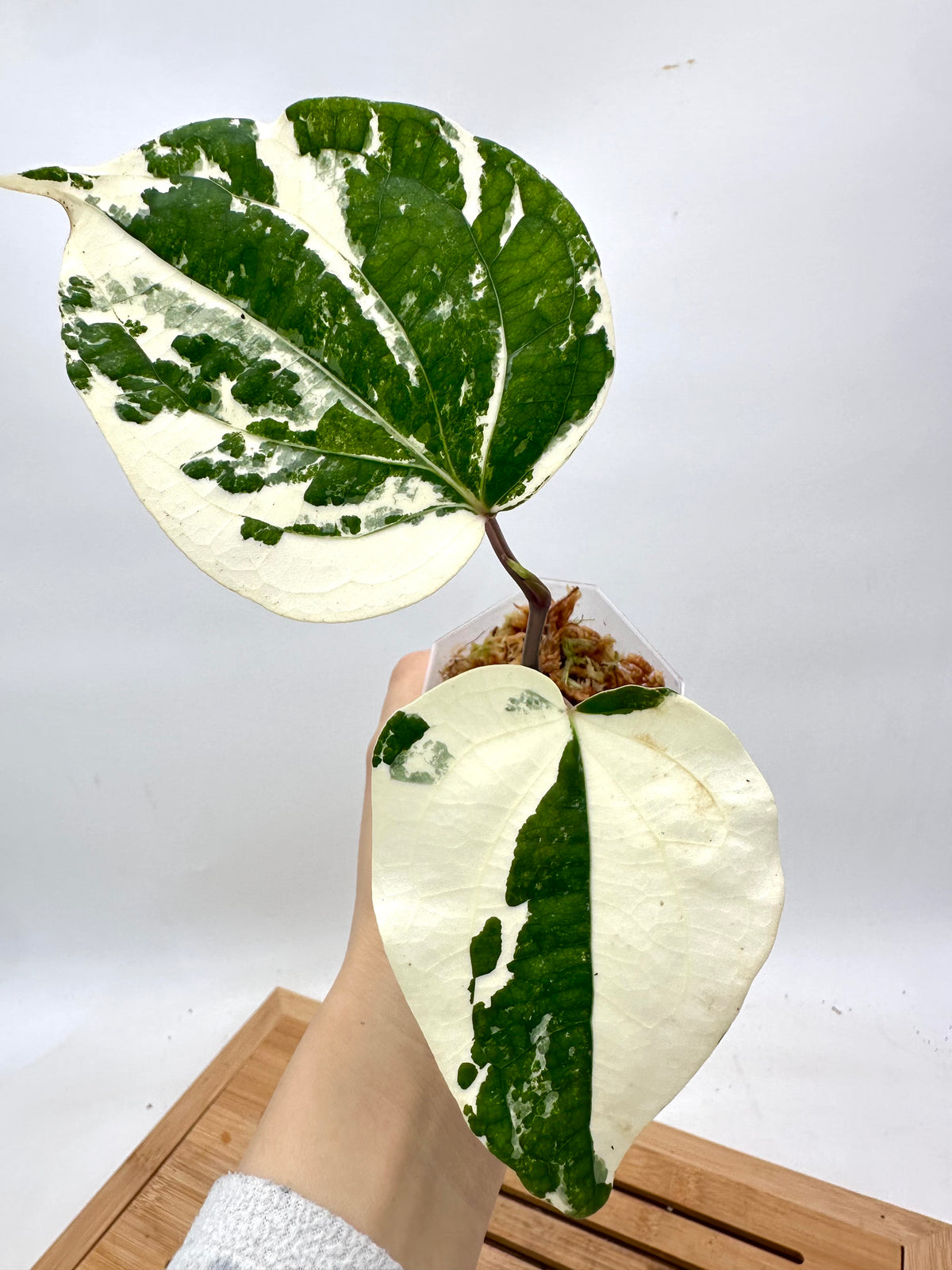Piper Nigrum Albo Variegated