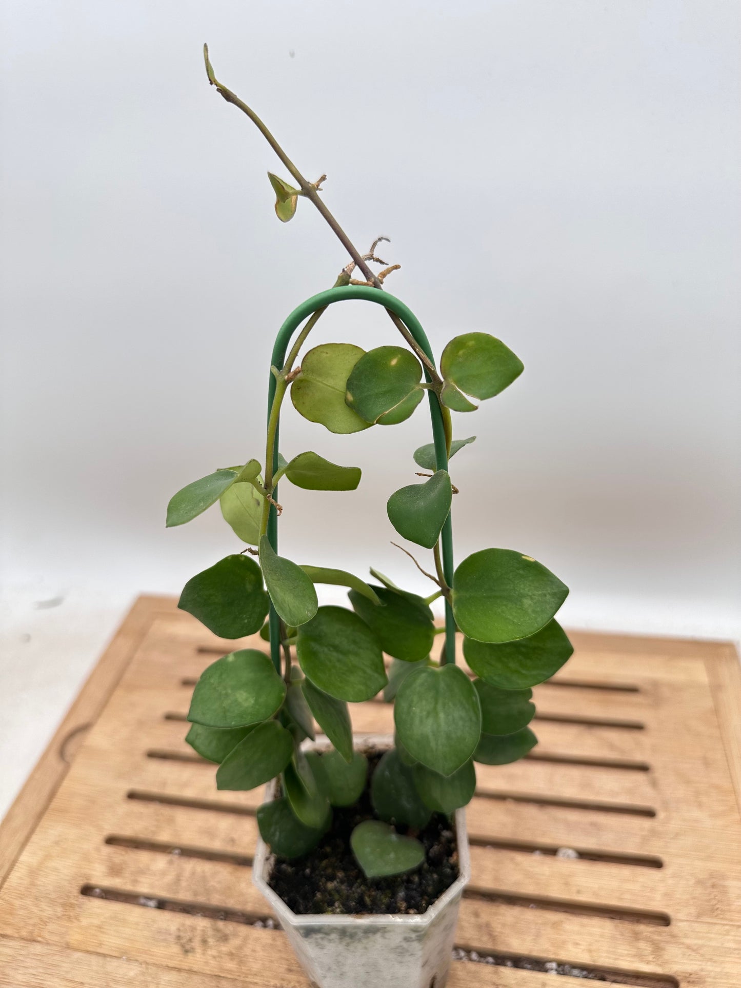 Thai Pink Lipstick Plant - Thanksgiving Sale 💚