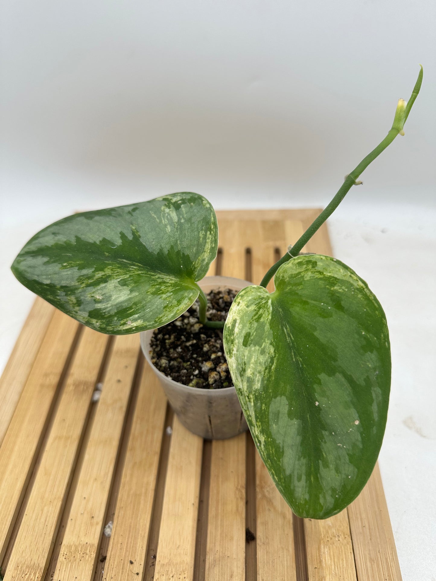 Scindapsus Hologram Variegated