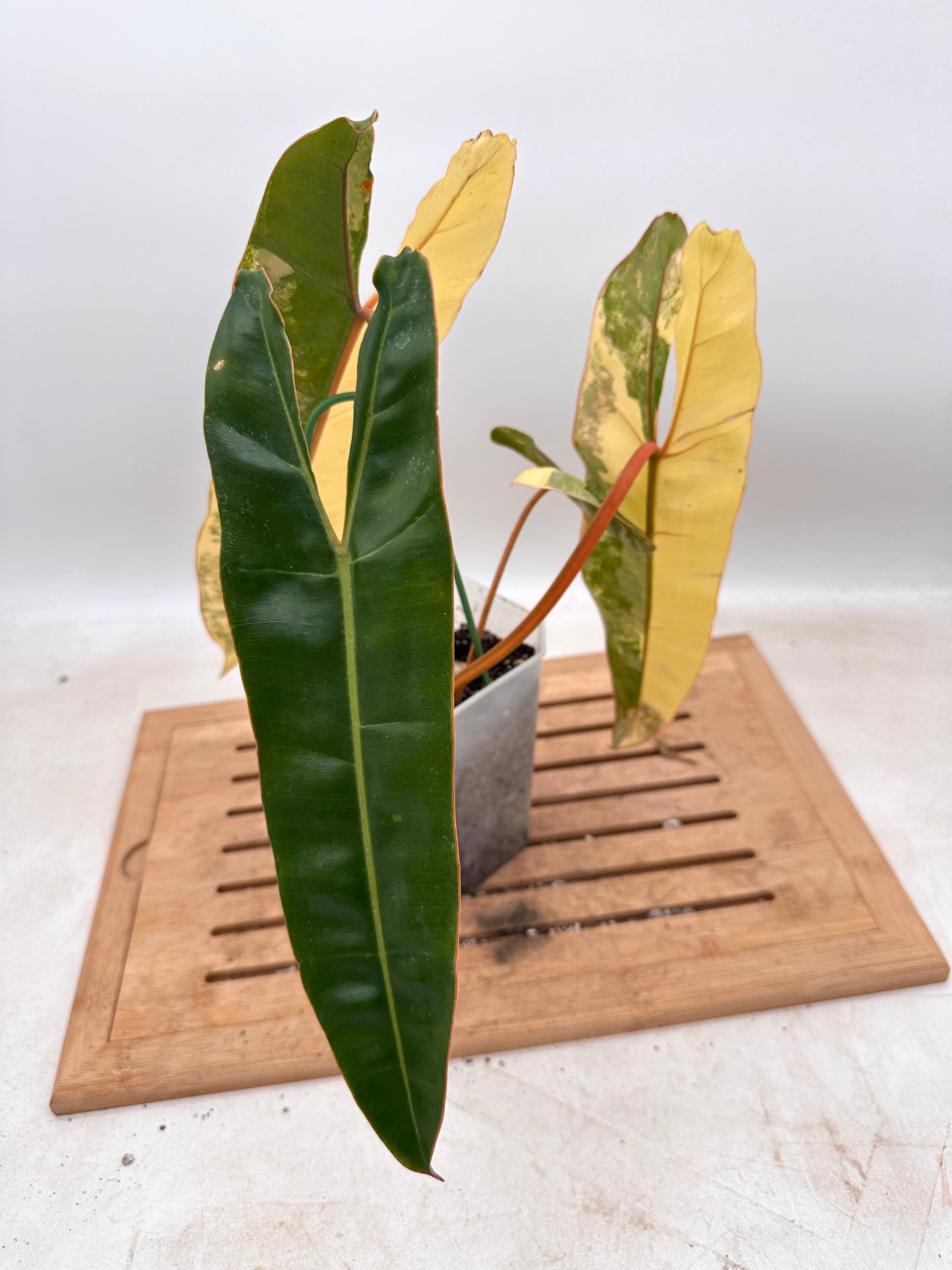 Philodendron Billietiae Variegated