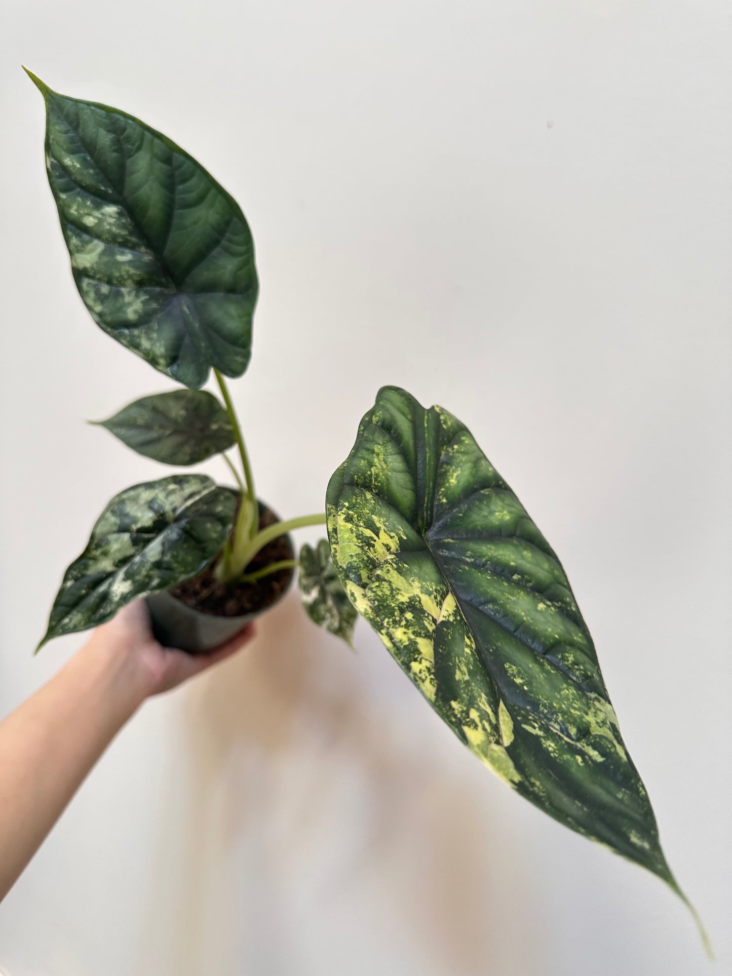 Alocasia Dragon Scale Variegated - Labour Day Sale ❤️🔥