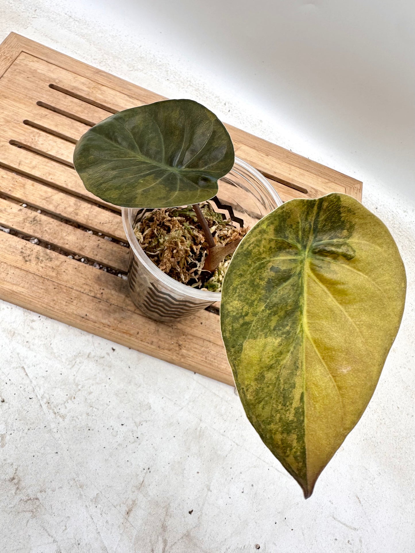 Alocasia Wentii Sunset Variegated - Grown from Big Corm