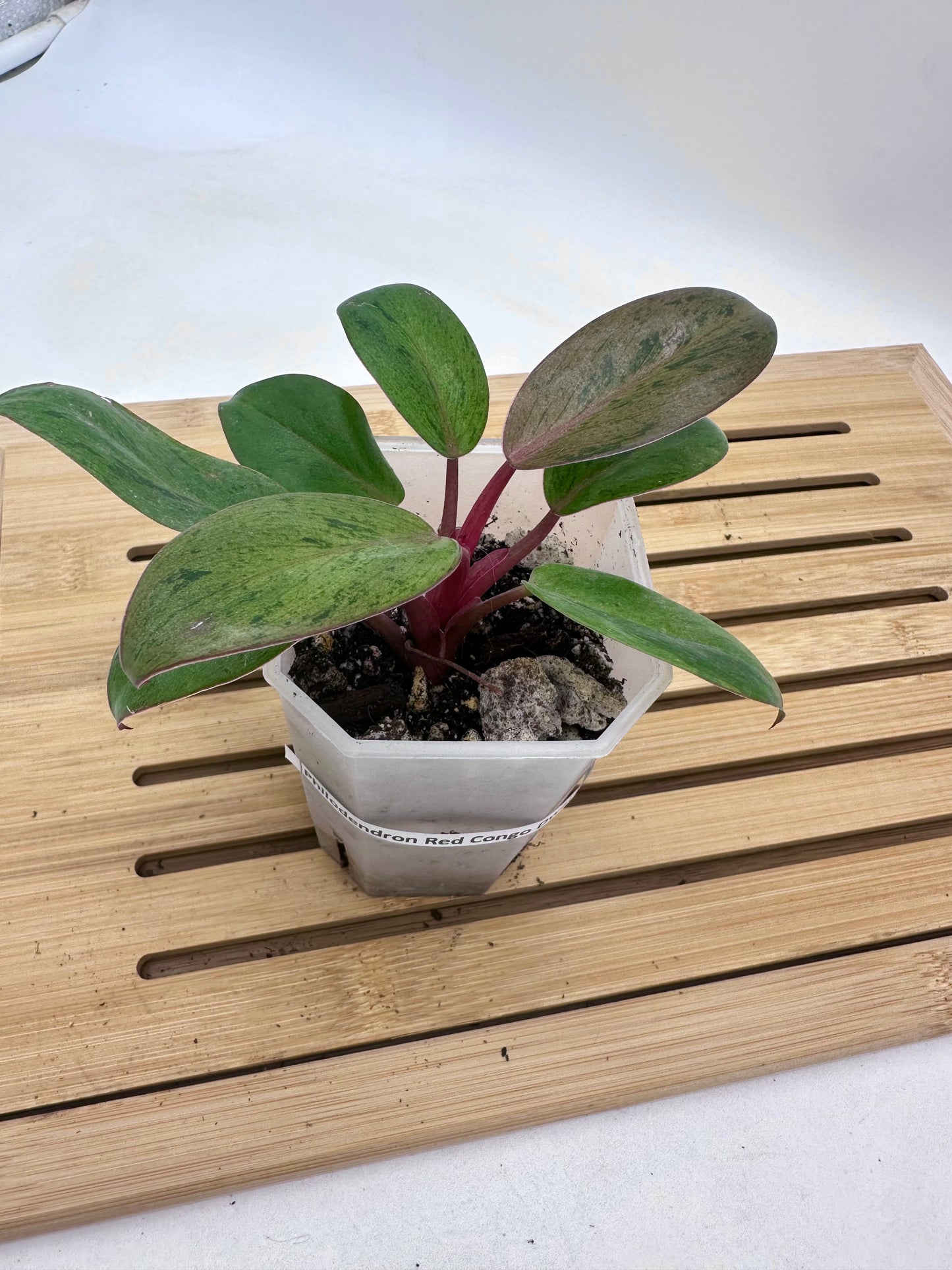 Philodendron Red Congo Dwarf Mint Variegated