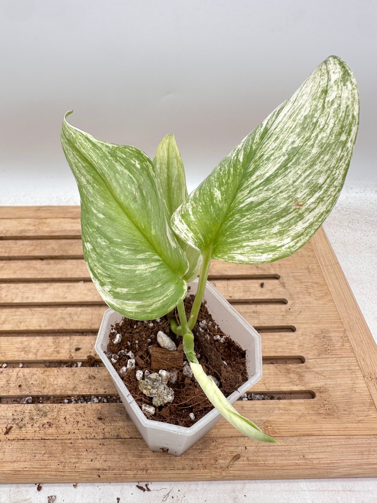 Scindapsus Treubii Moonlight Variegatef