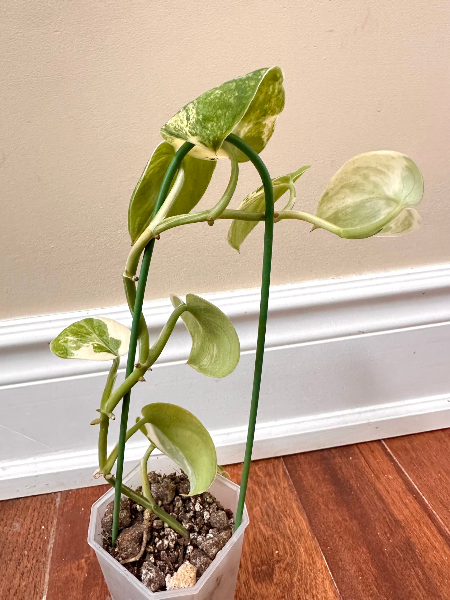 Scindapsus Mangurai Variegated