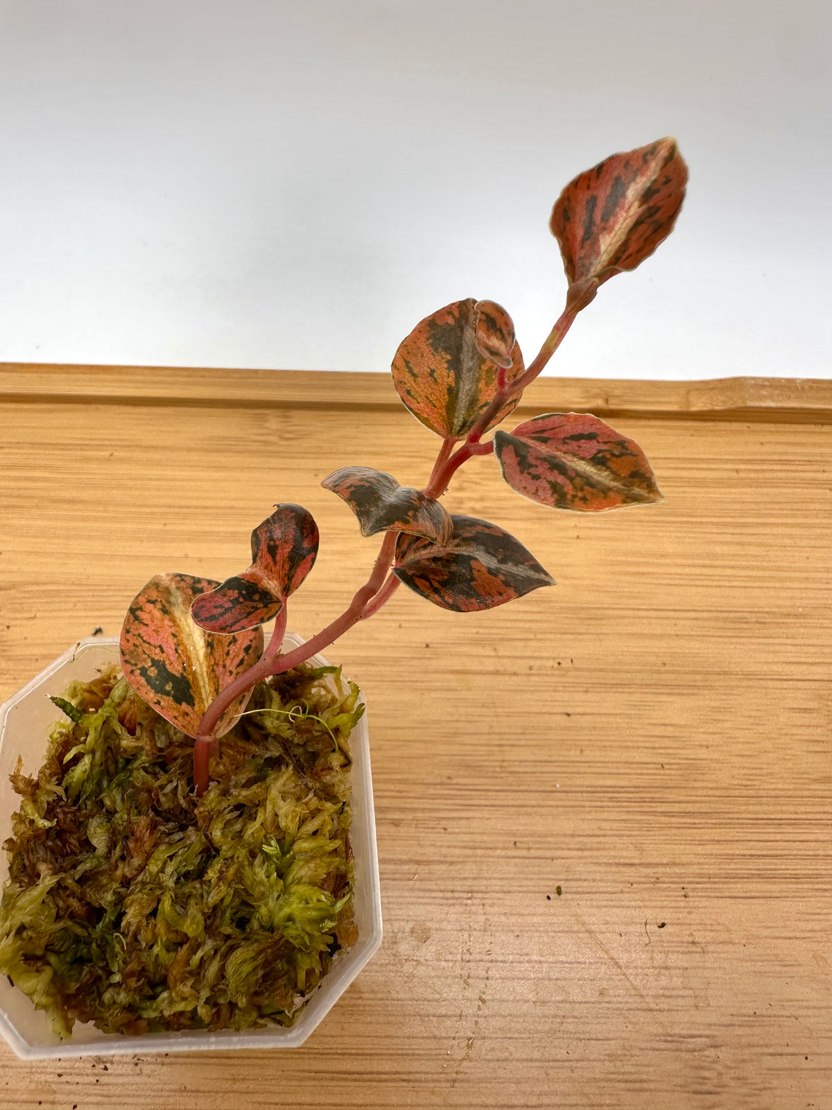 Peperomia Metallica Orange Variegated