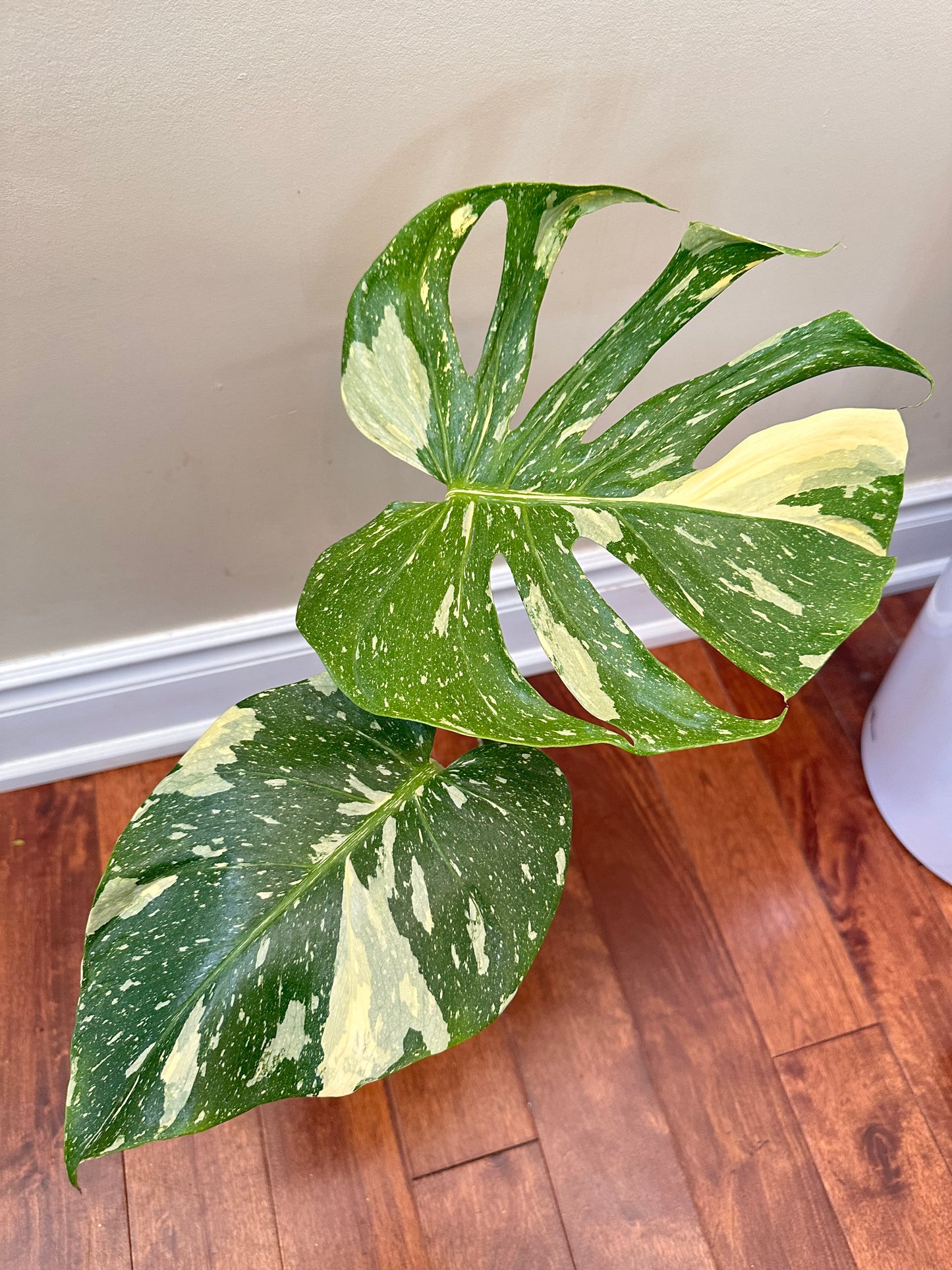 Monstera ‘Medusa’ 🦄