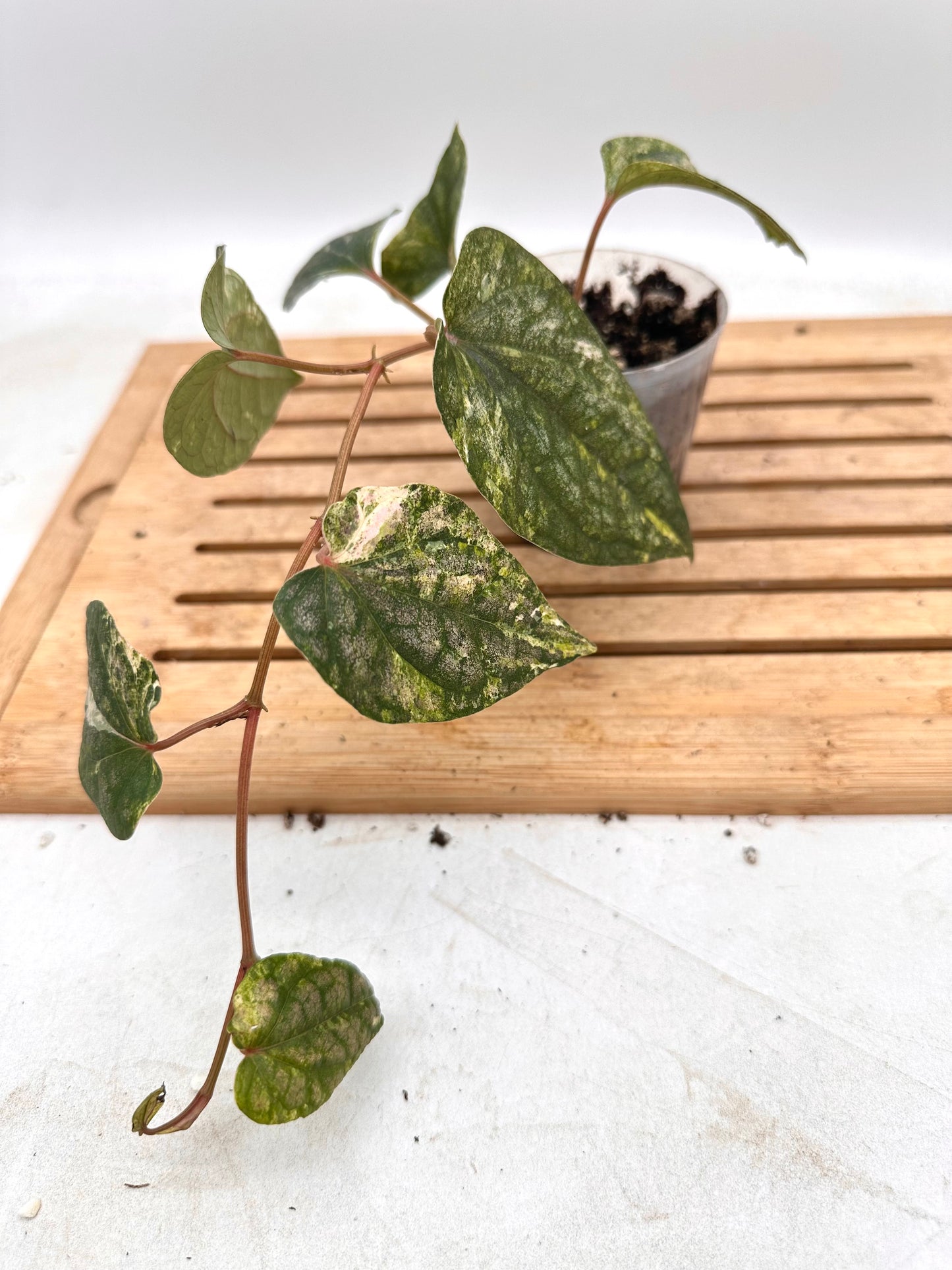 Piper Sylvaticum Variegated - August Sale