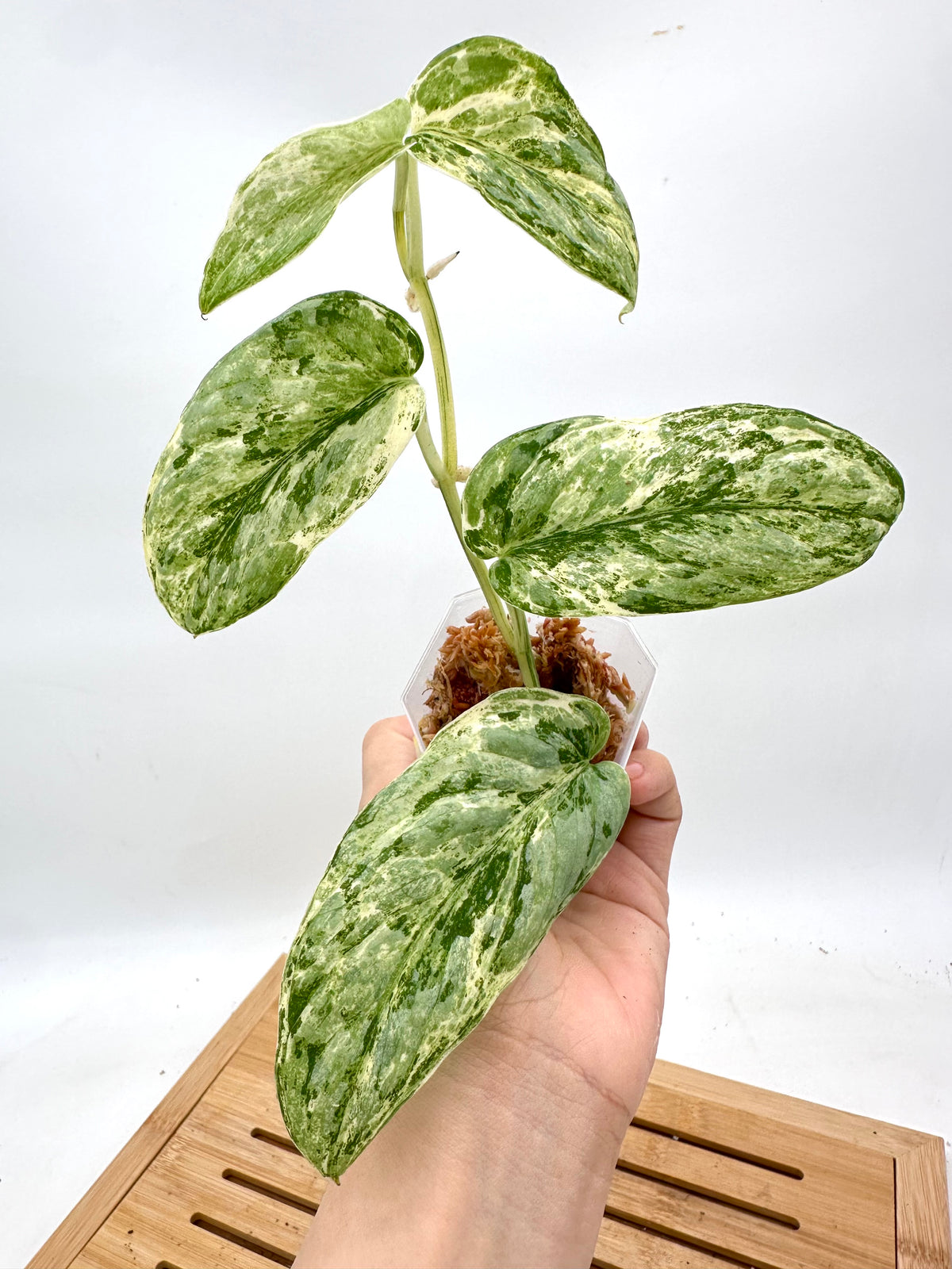 Scindapsus Guelis Variegated