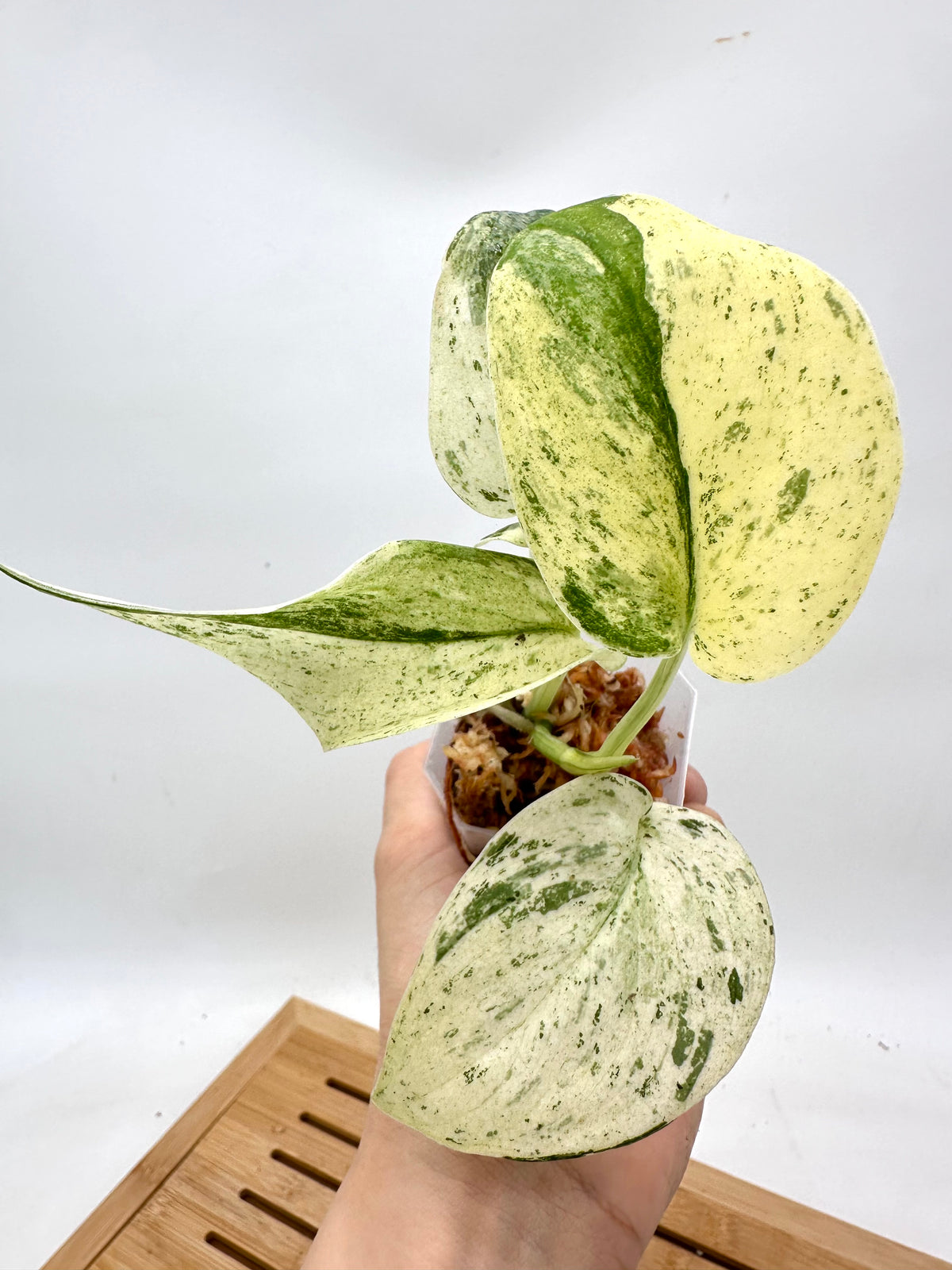 Scindapsus Peasun Variegated