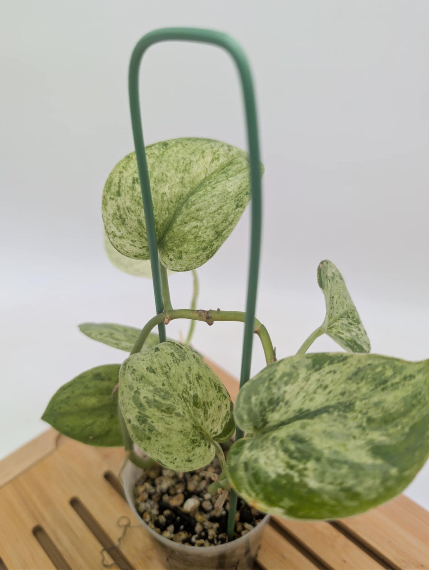 Scindasus Jade Satin Marble