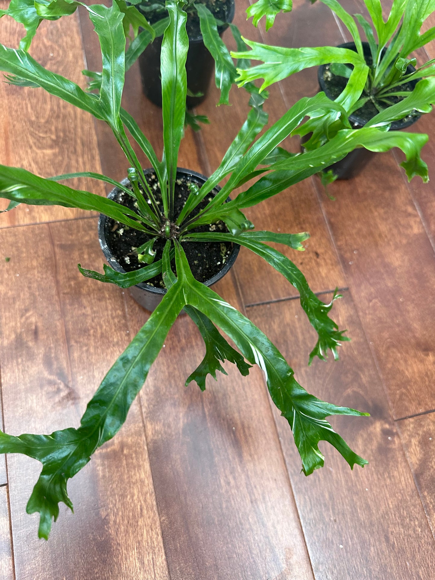 Variegated Bird’s Nest Fern - Thanksgiving Sale 💚