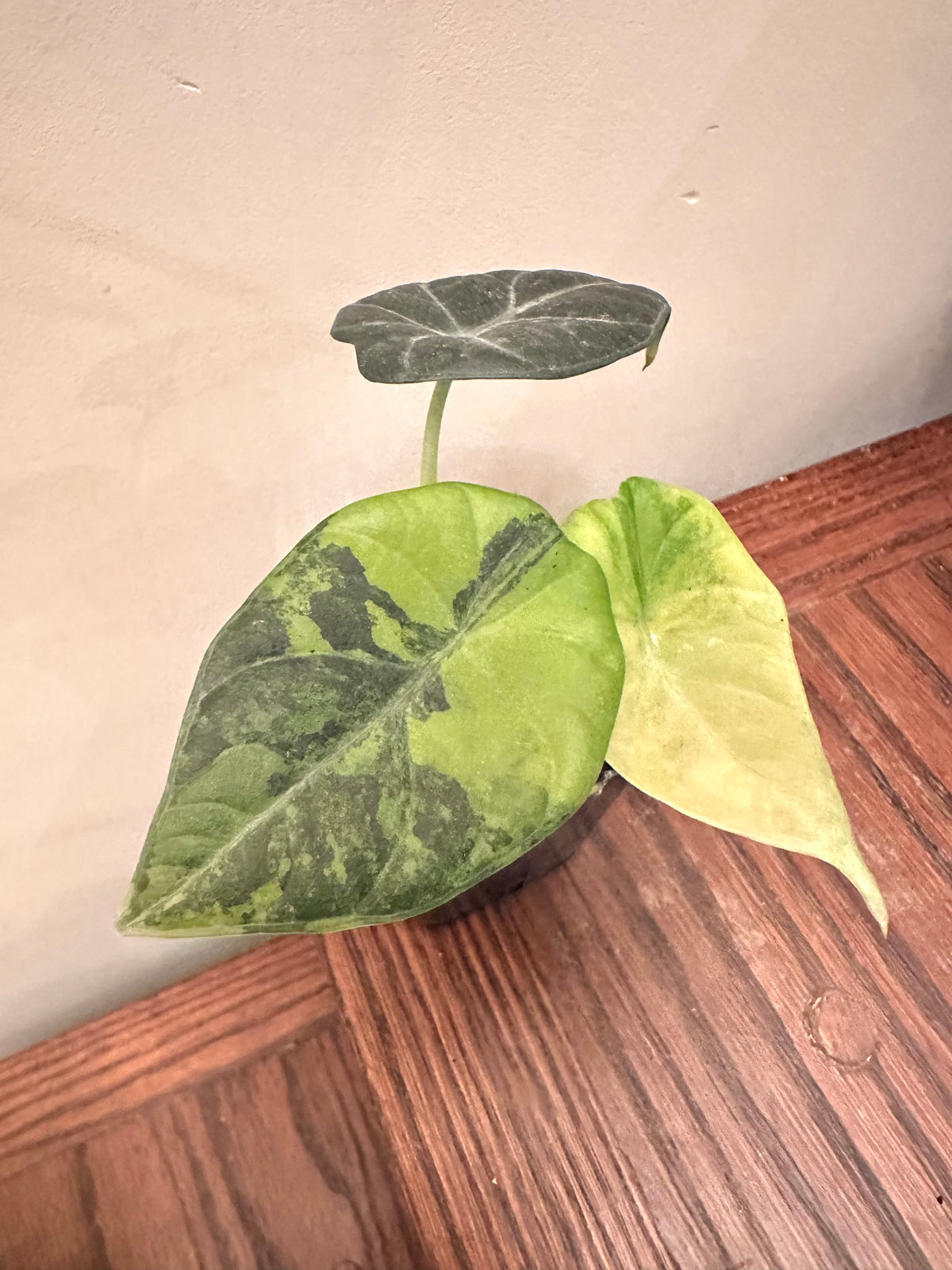 Alocasia Maharini Golden Like Variegated