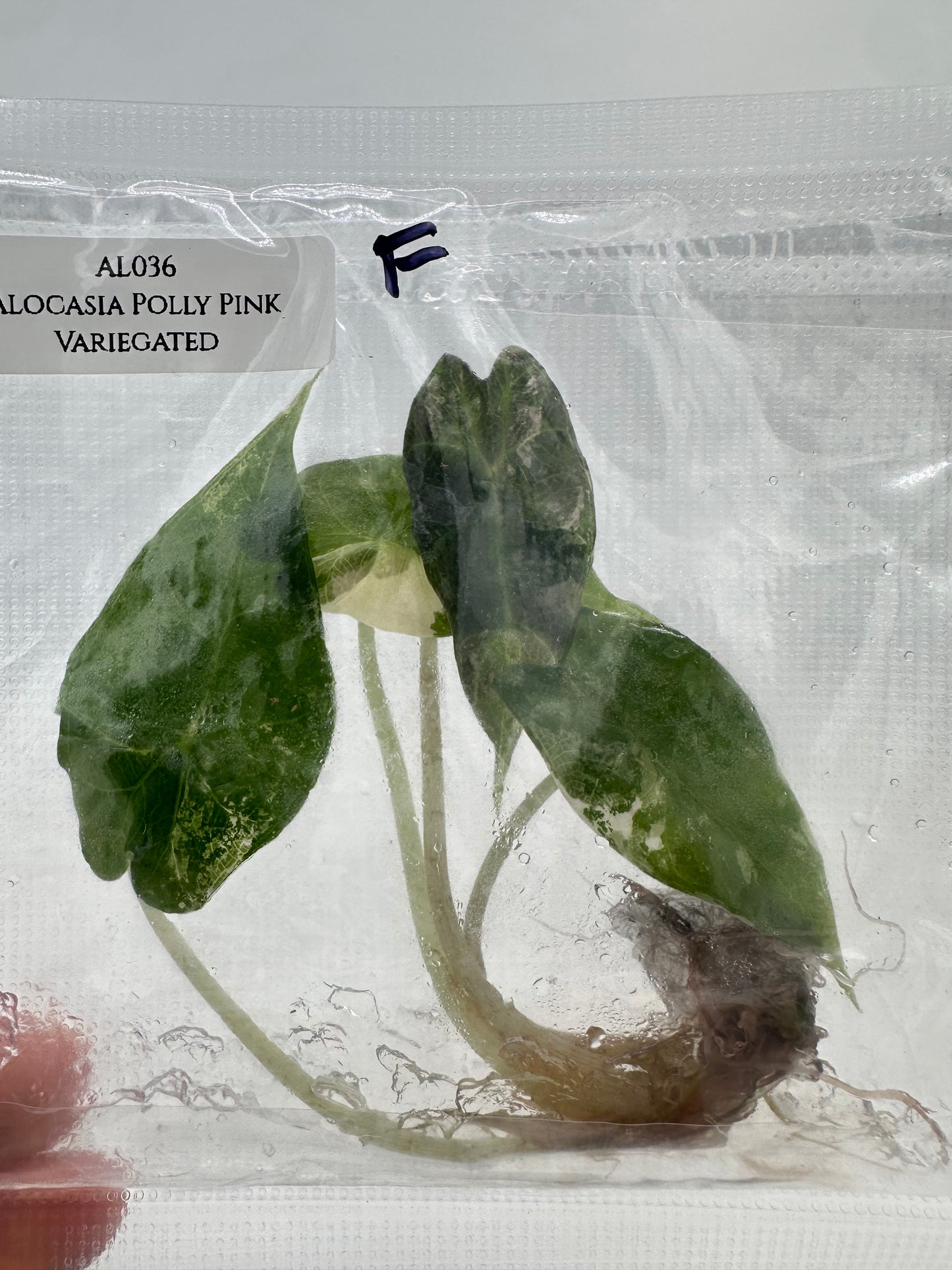Tissue Culture - Alocasia Polly Pink Variegated