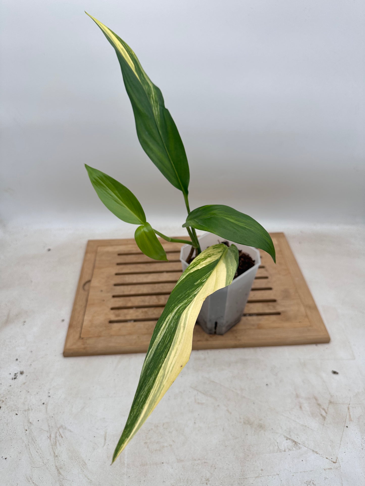 Epipremnum Amplissimum Variegated