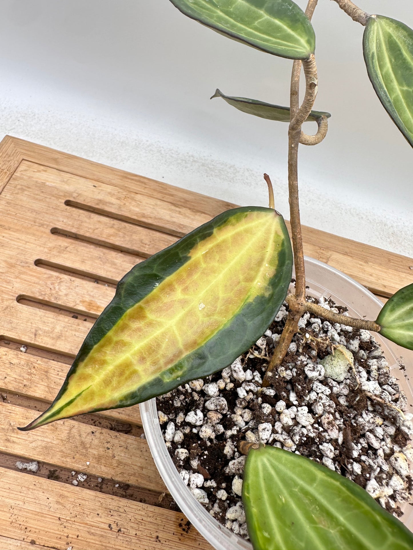 Hoya ‘Pot Of Gold’
