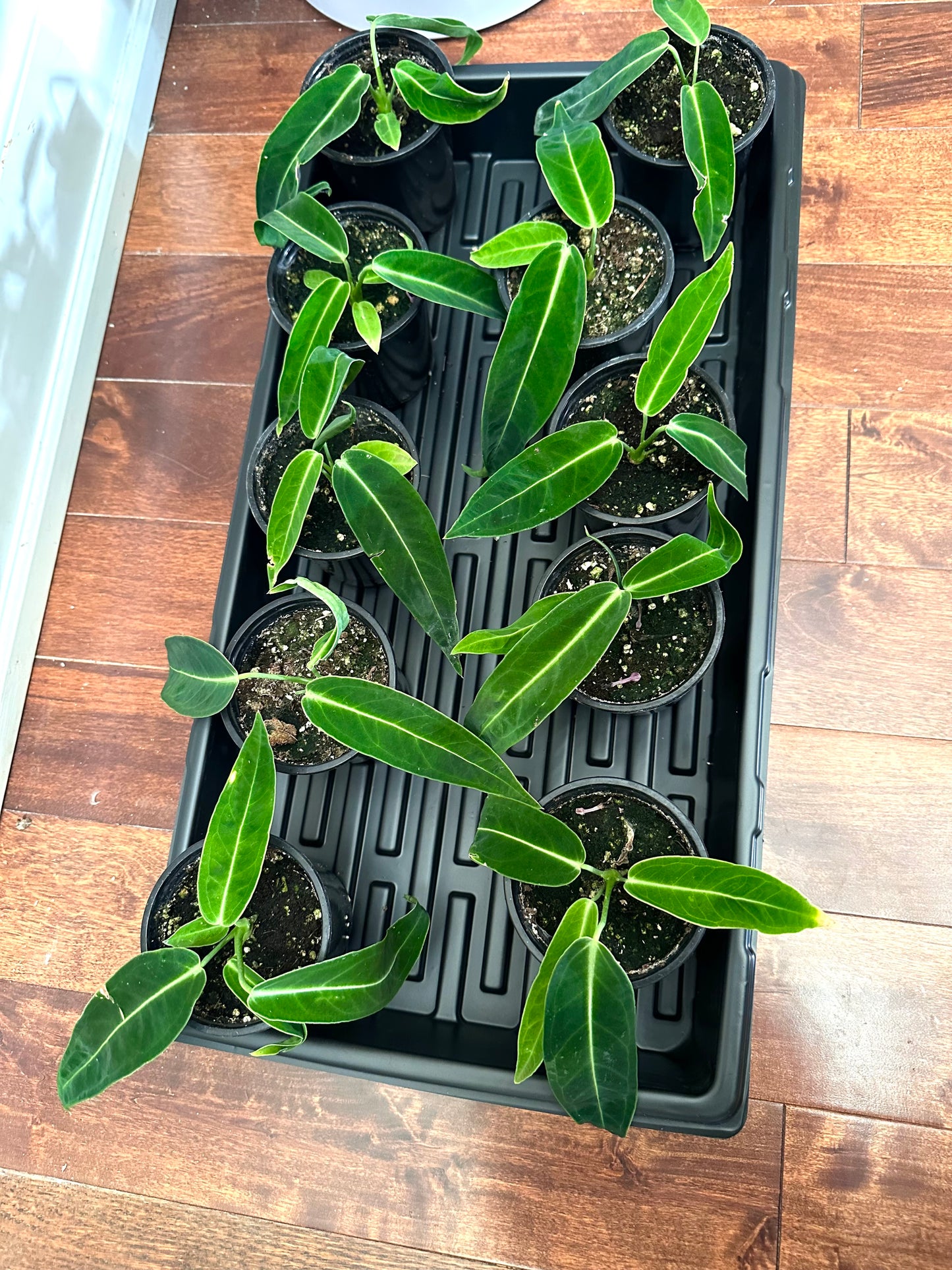 Anthurium Warocquenum Dark Queen - Thanksgiving Sale 💚