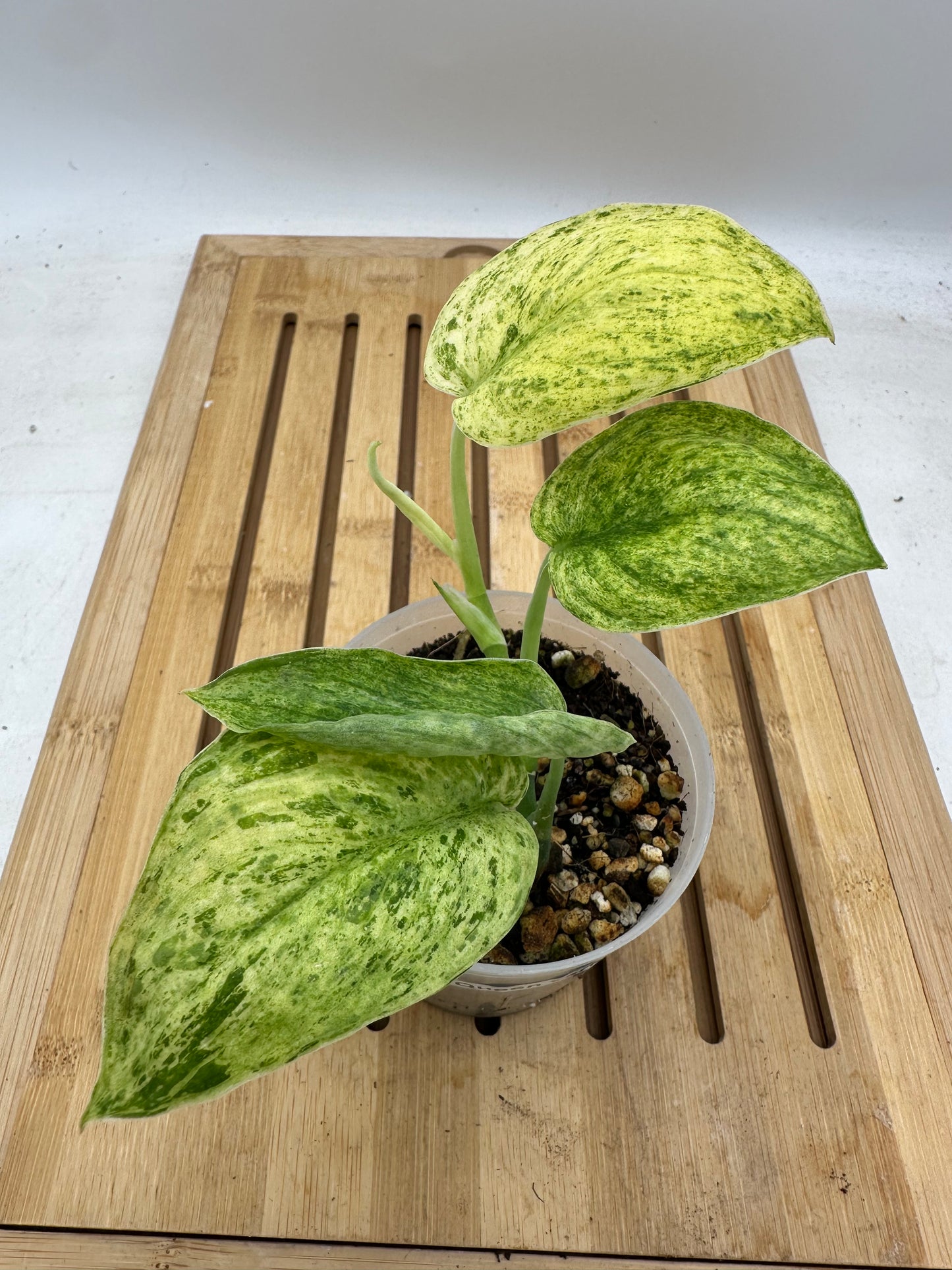 Scindapsus Marble Queen Variegated