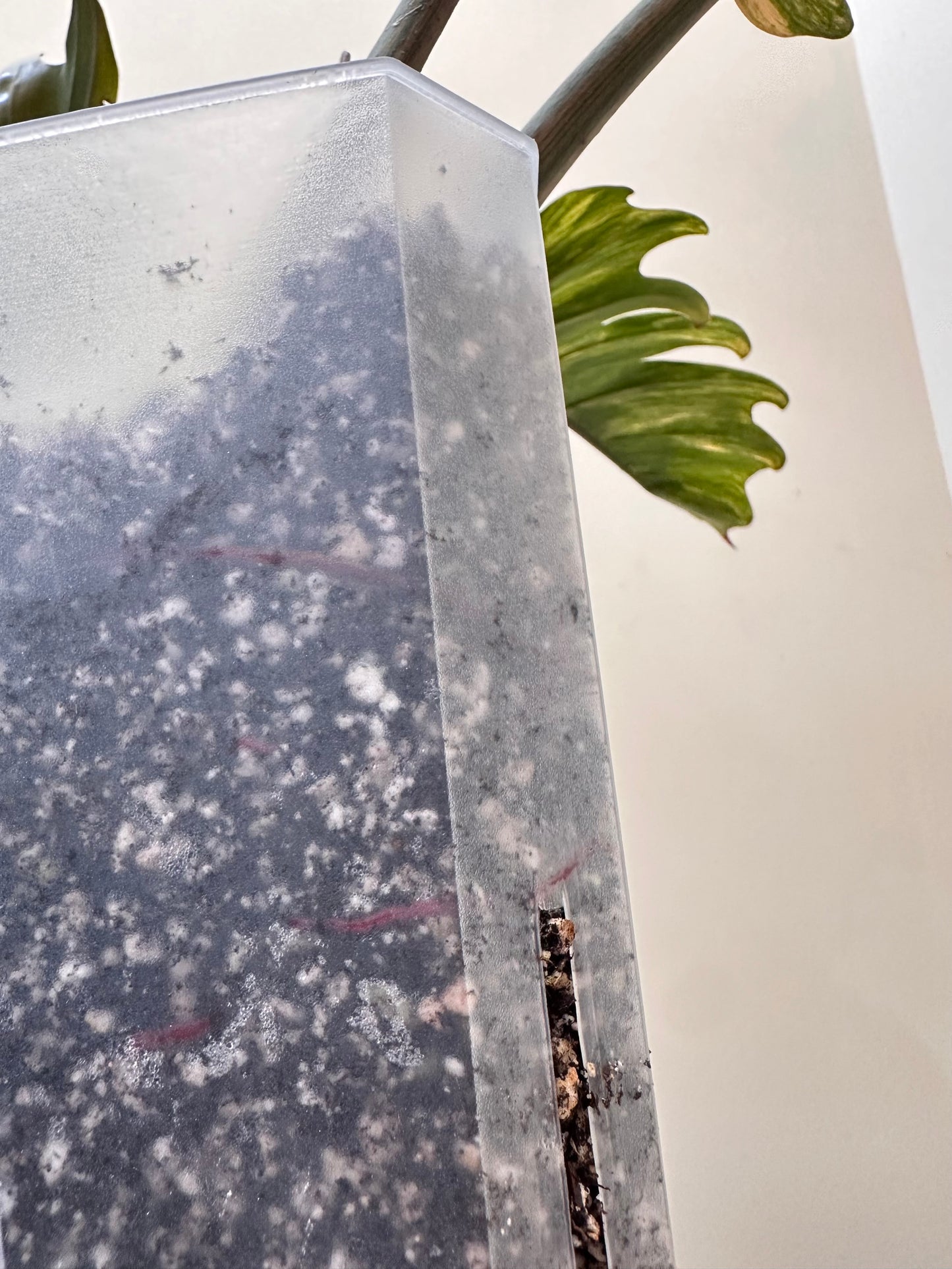 Philodendron Caramel Marble Variegated - August Sale