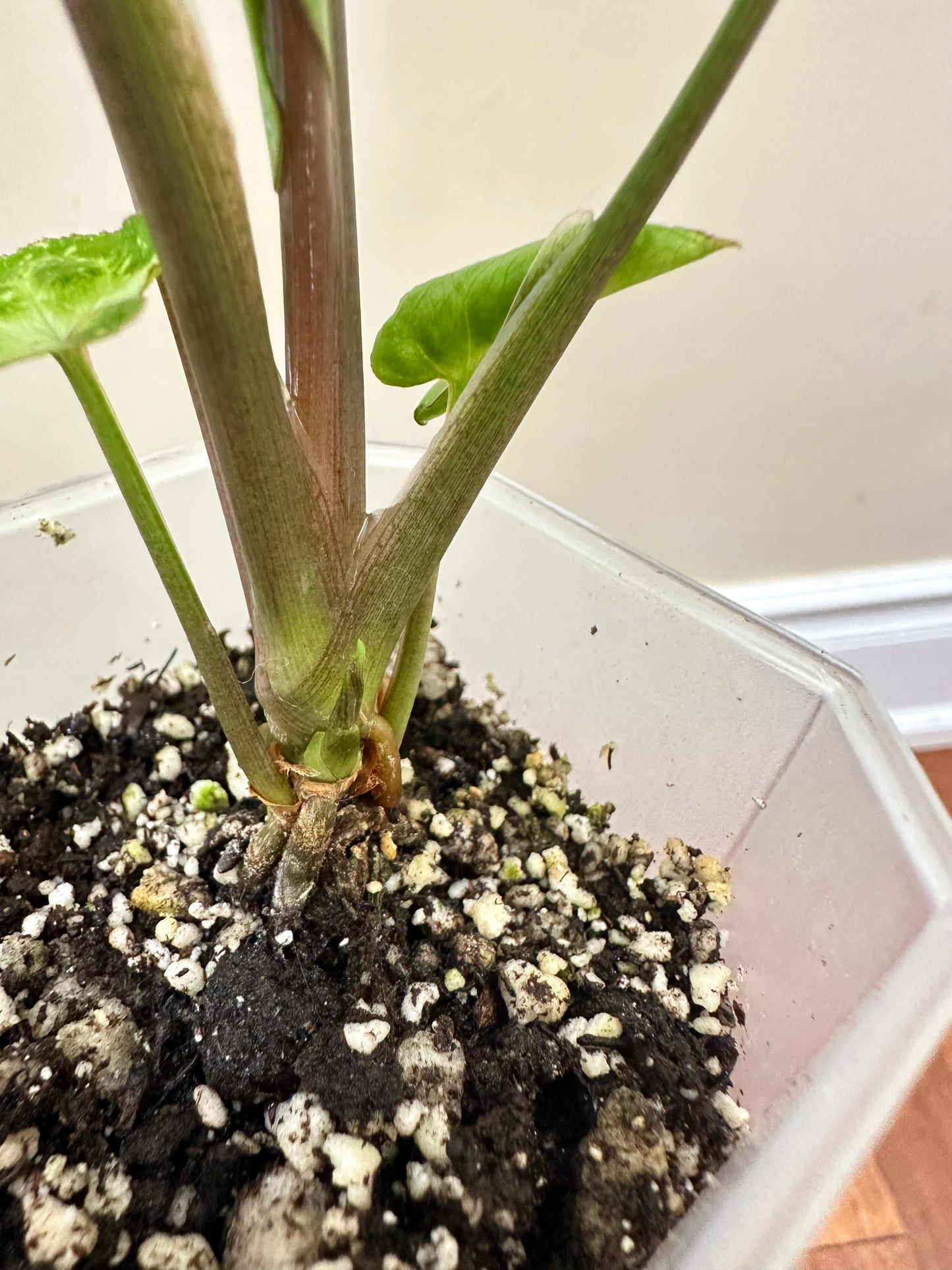 Syngonium Panda Galaxy - showing 6 growths