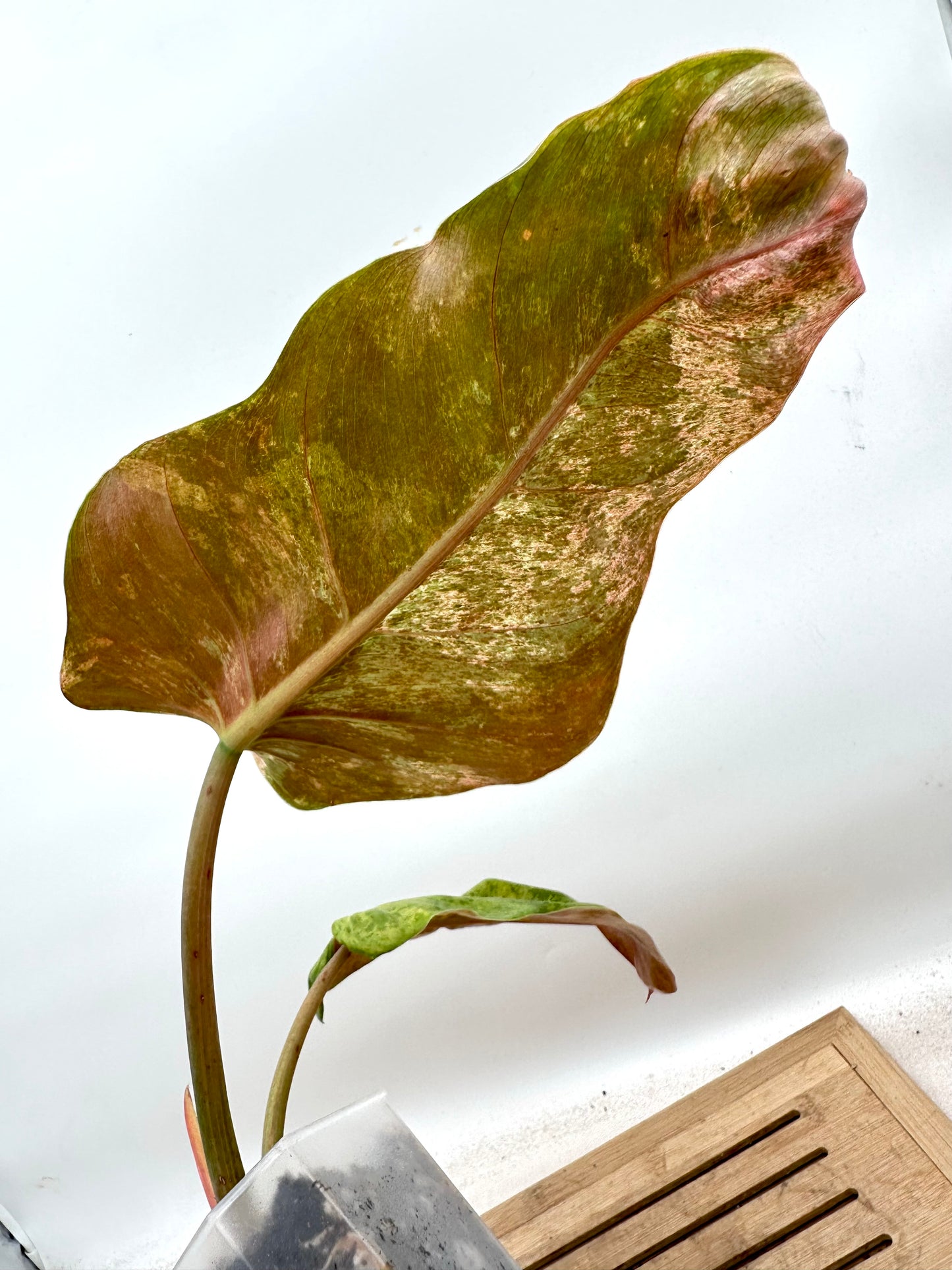 Philodendron Whipple Way Mint Variegated - Good Size